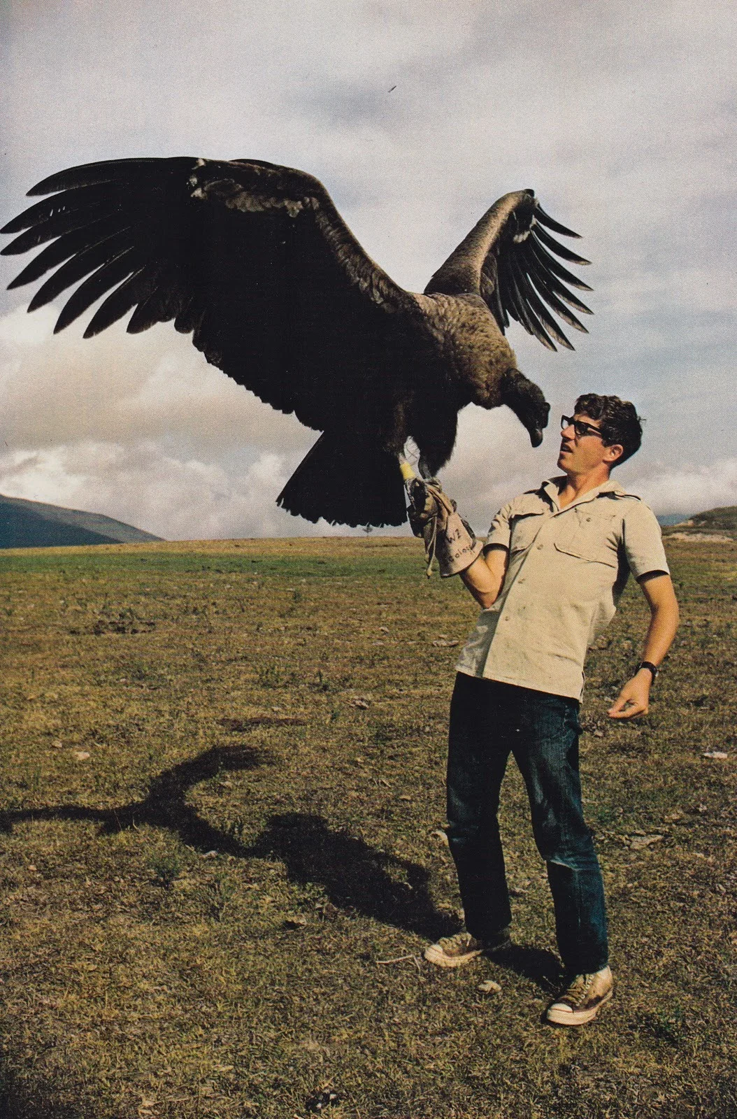 eagle.jpg