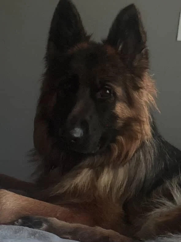 maggie.puppy1.JPG