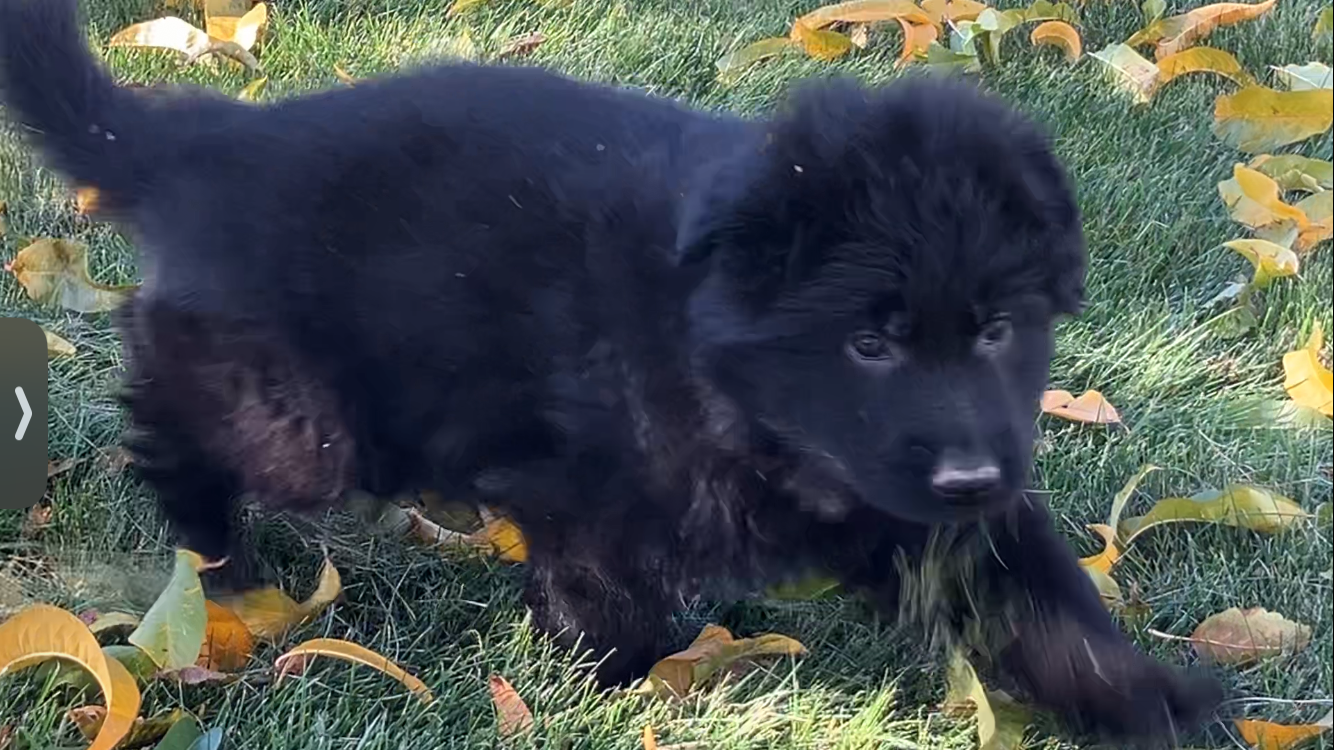 Sagittarius ~ Male ~ Available