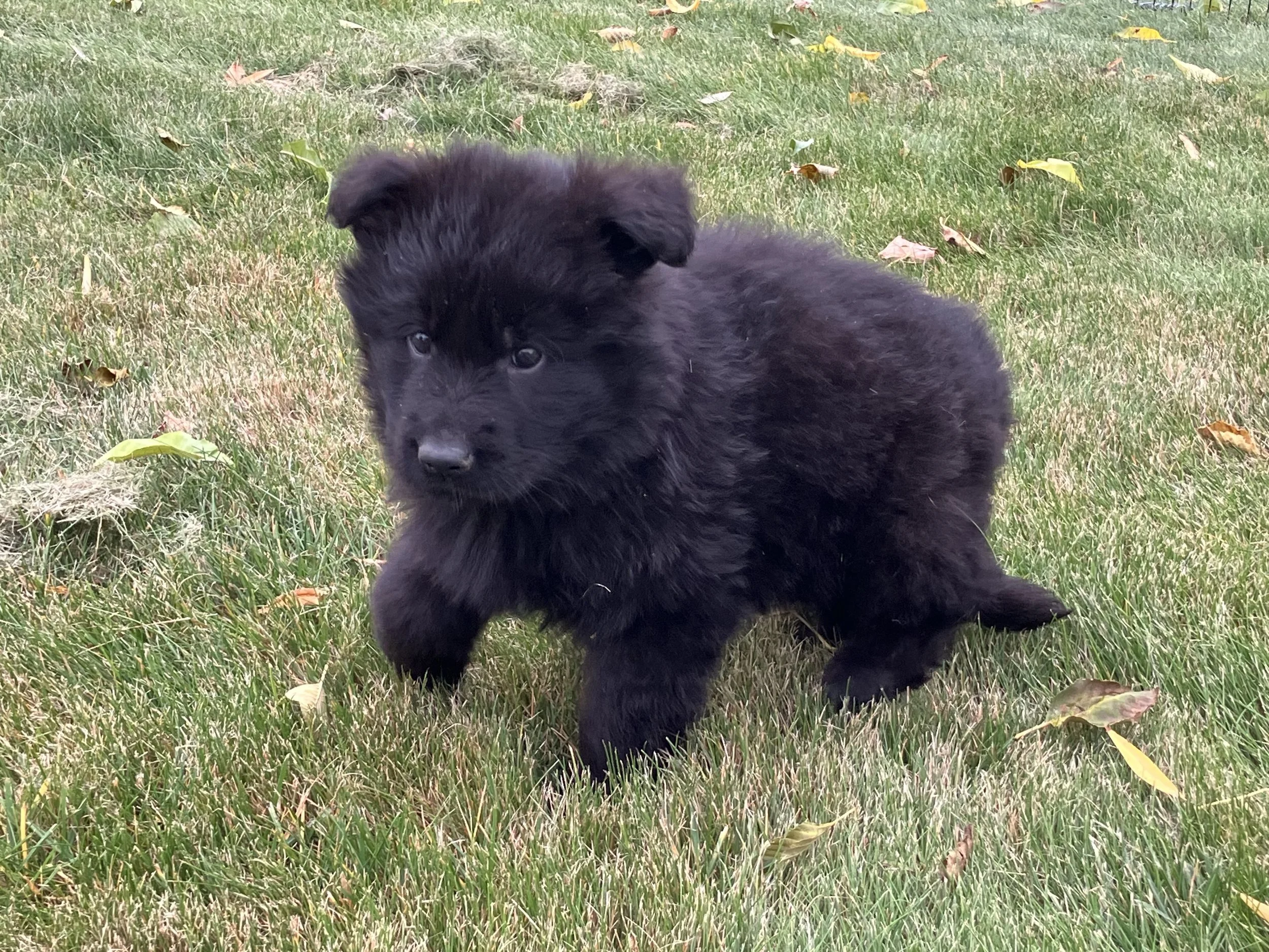 Leo  ~ Male  ~Available~
