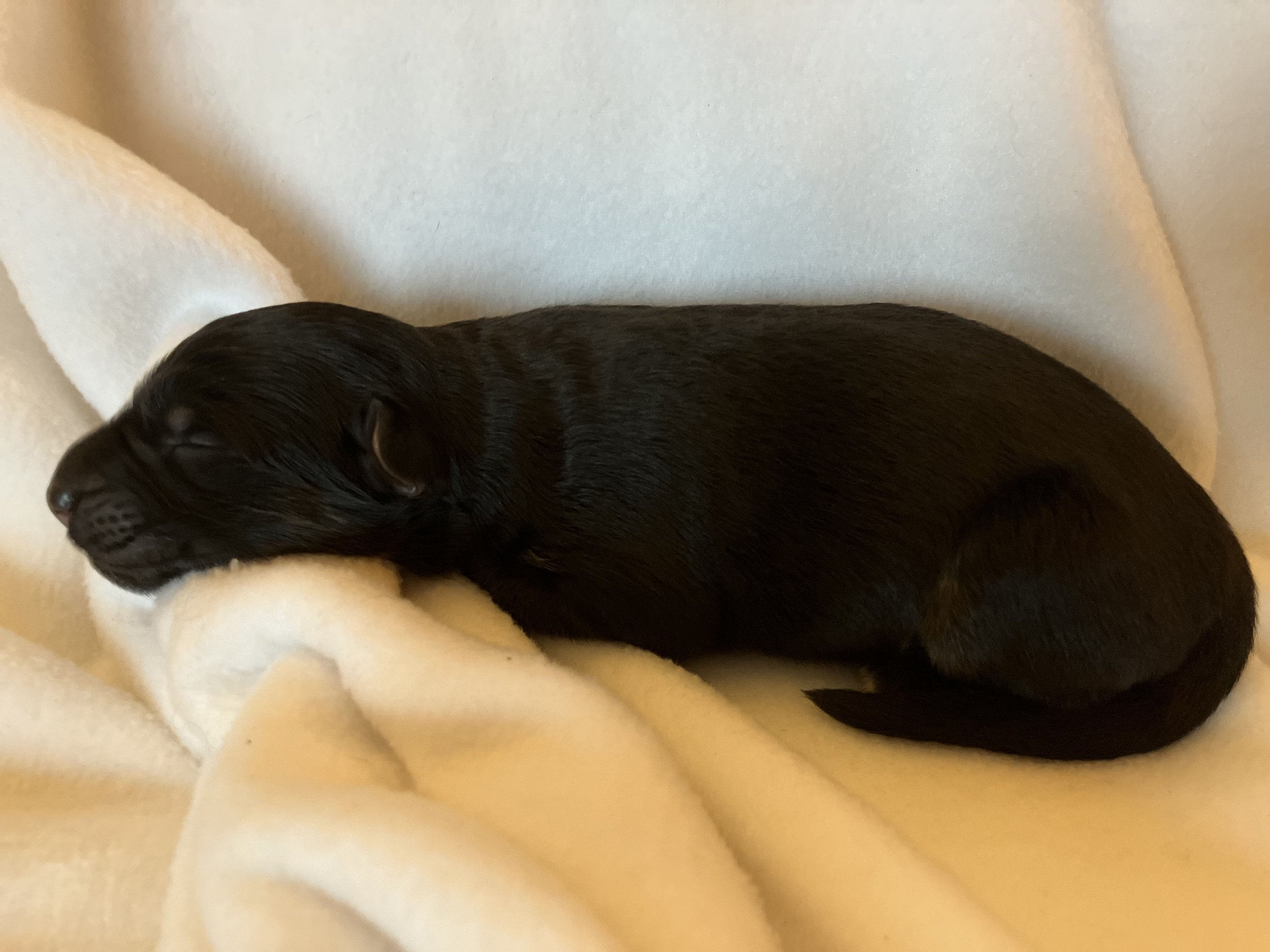 Cocoa~ Female  