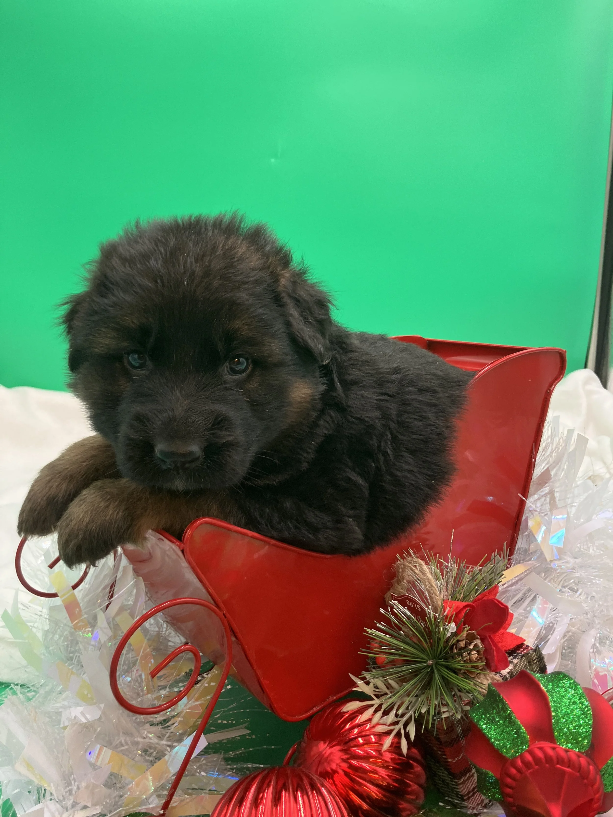 Cocoa~ Female  