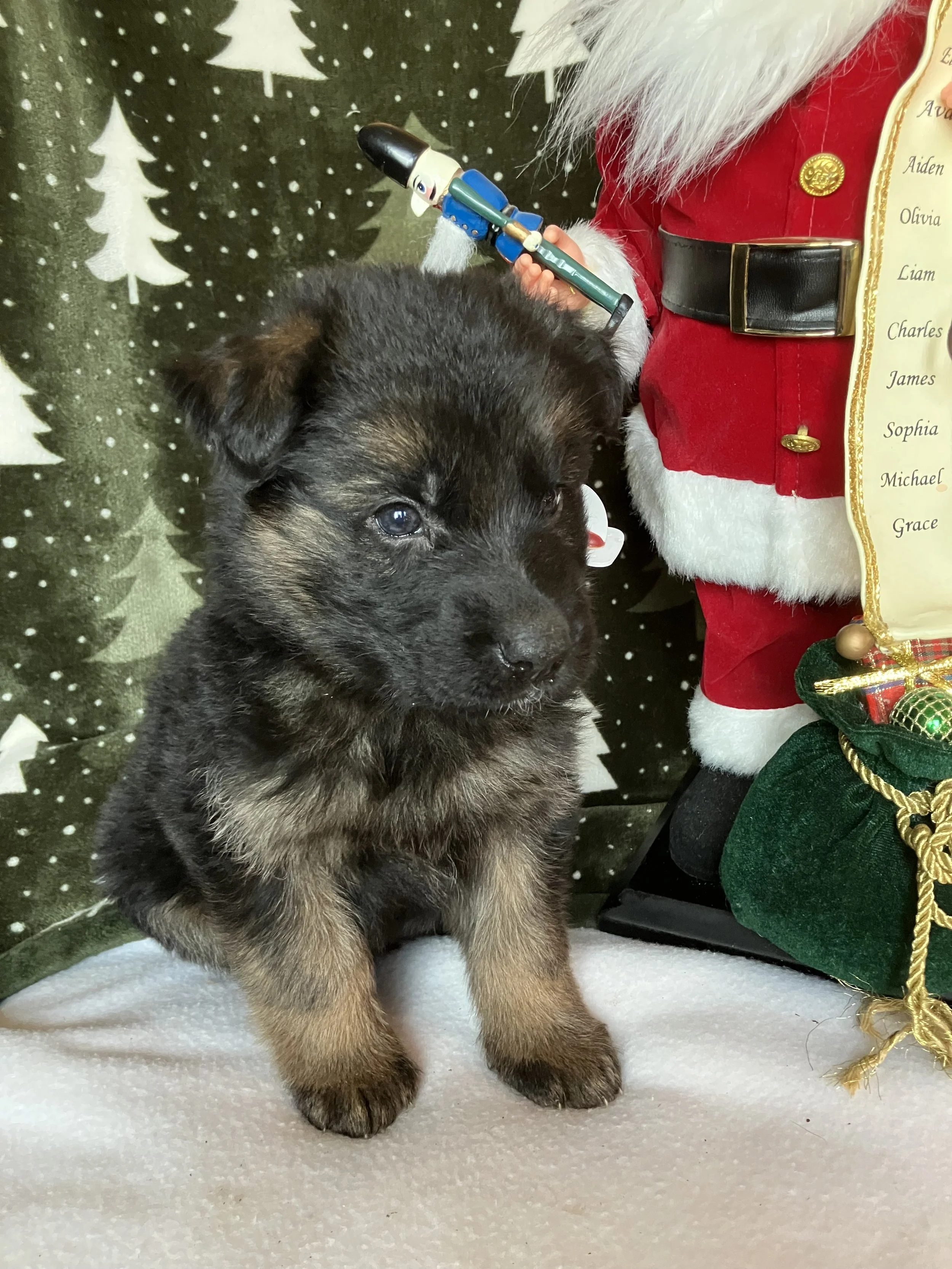 Blizzard ~ Male 