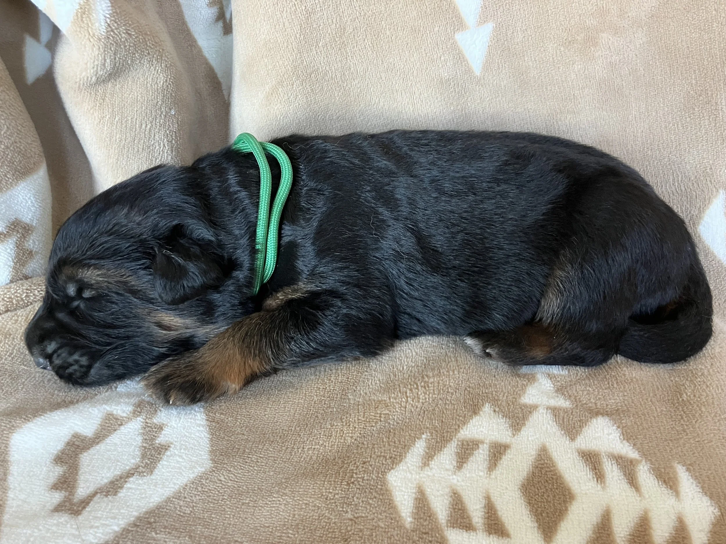 Stetson - Male