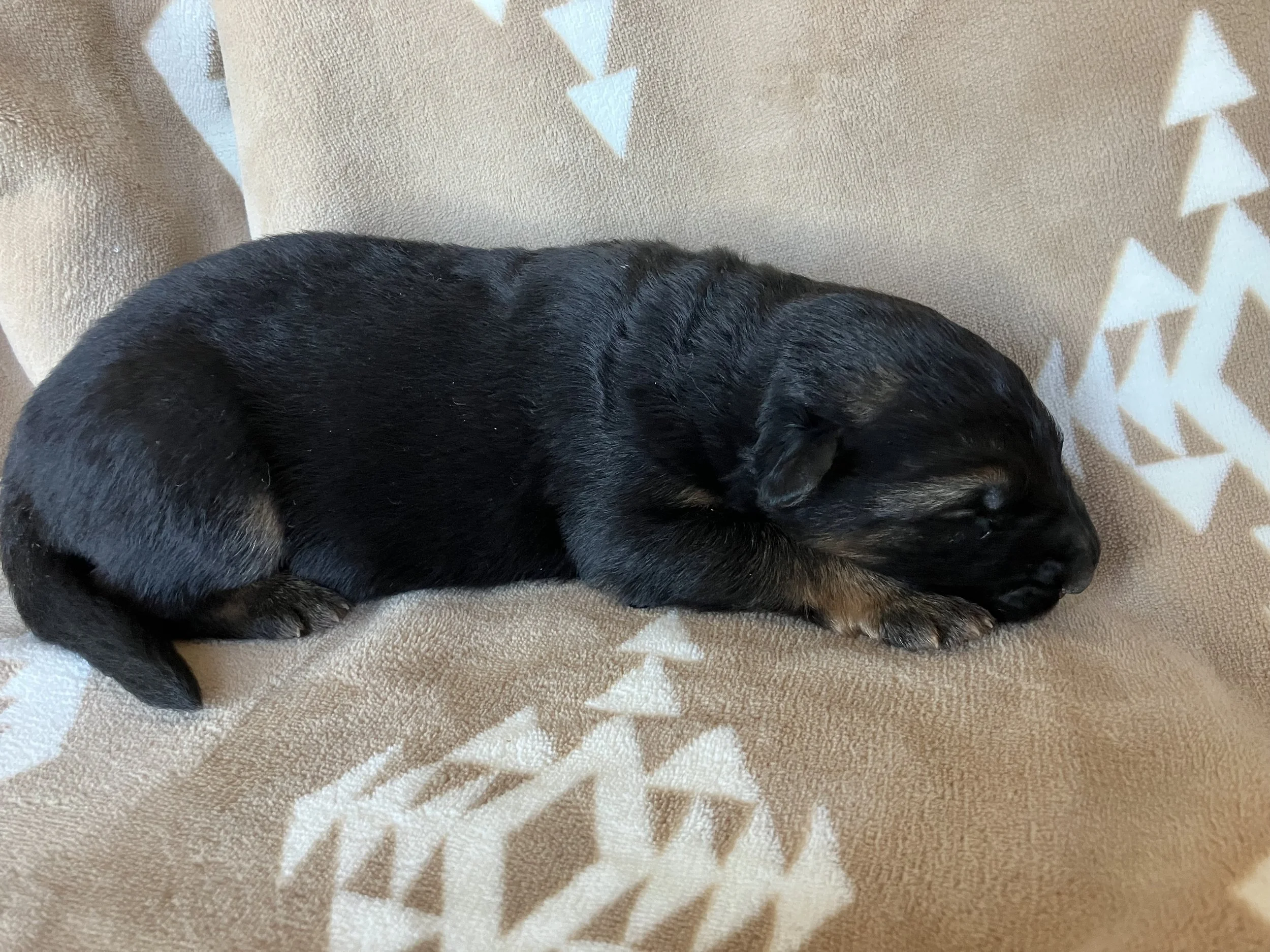 Wyatt - Male 