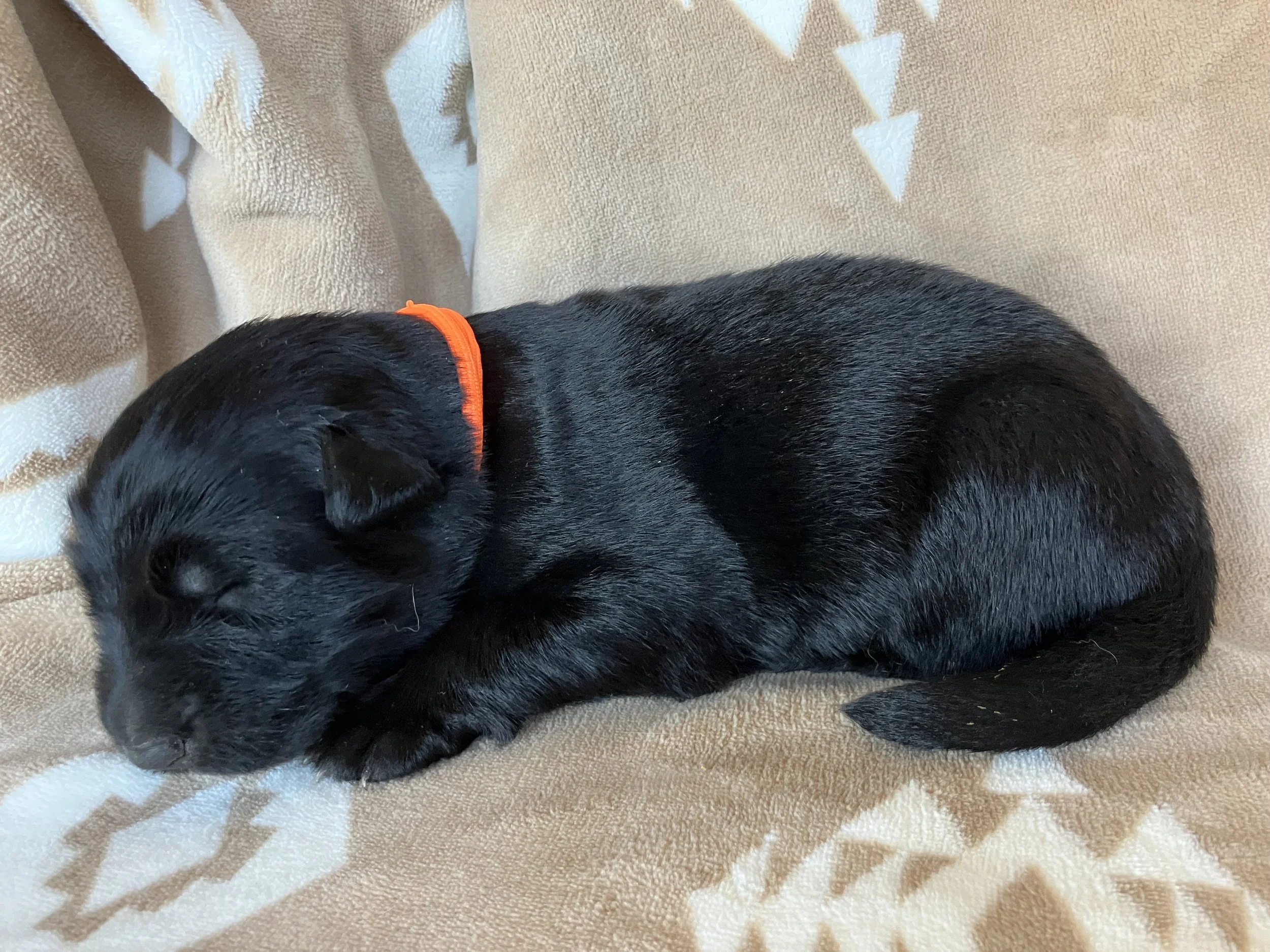 Dakota  - Female  
