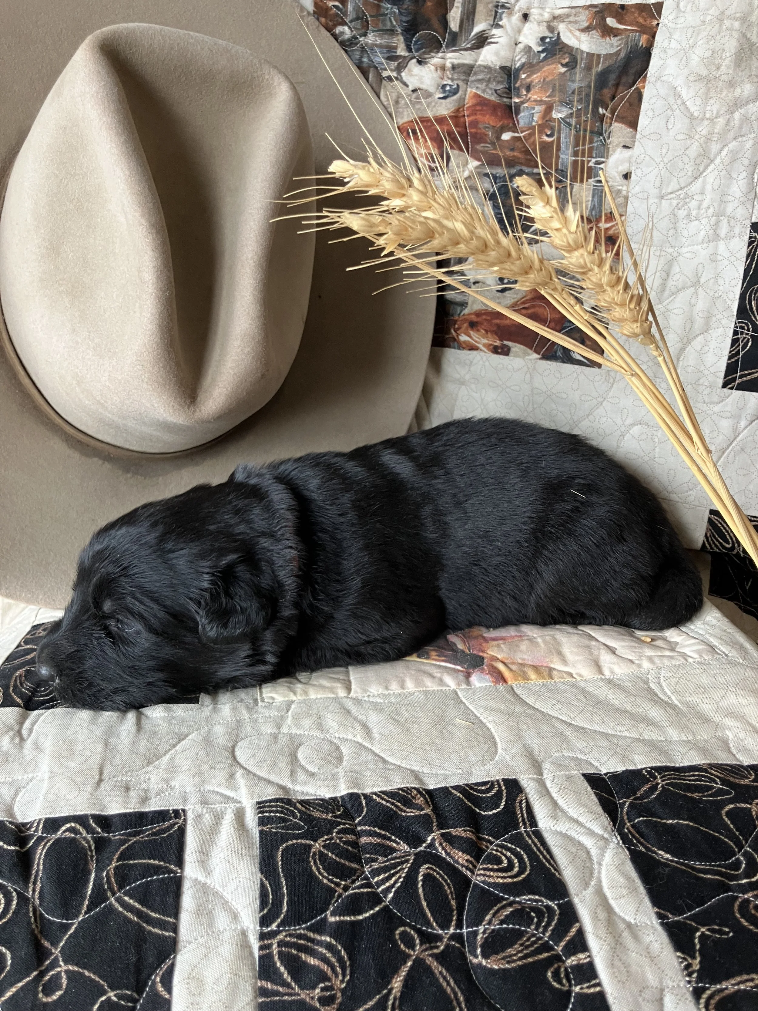 Dakota  - Female  