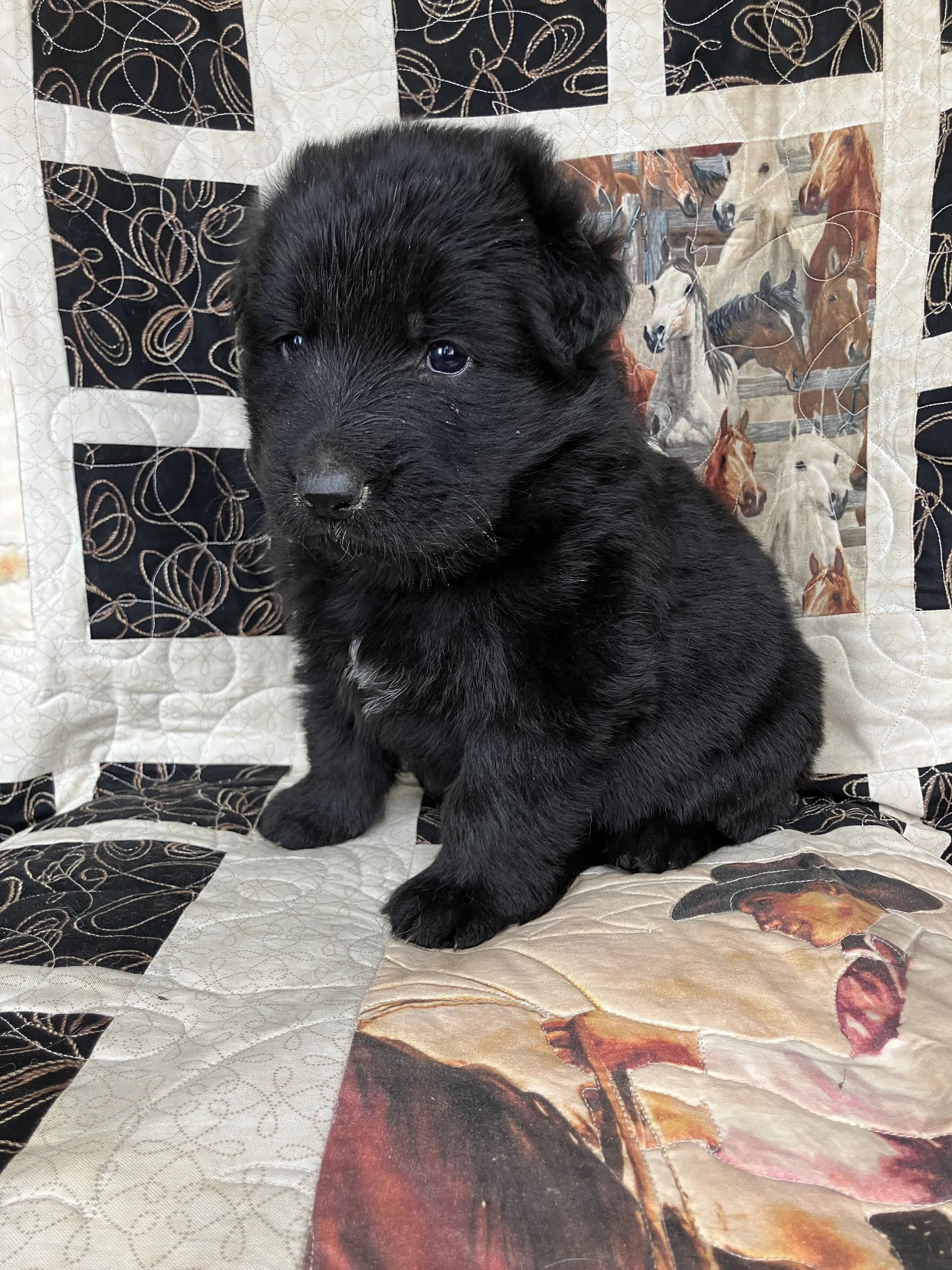 Dakota  - Female  
