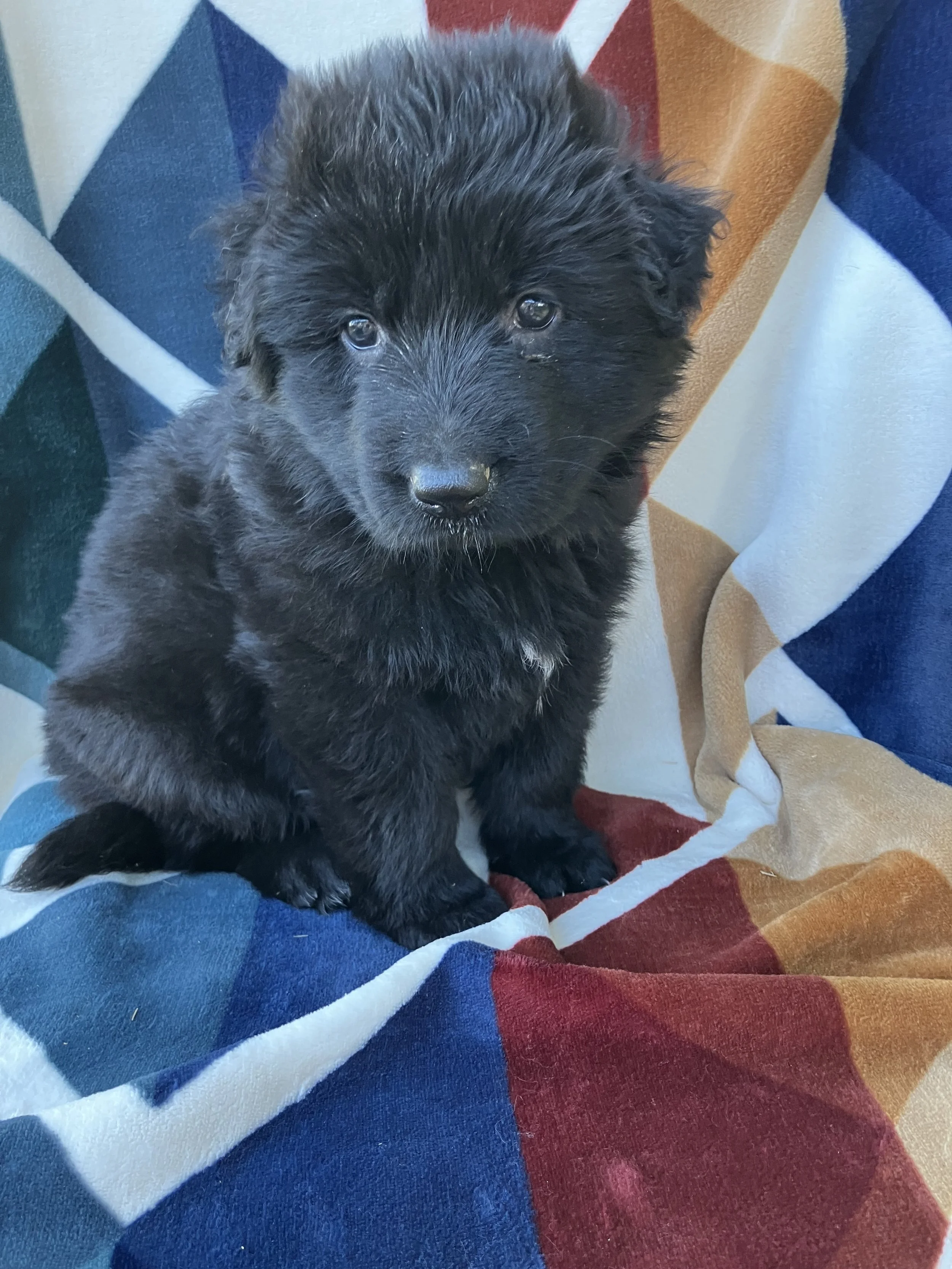 Dakota  - Female  