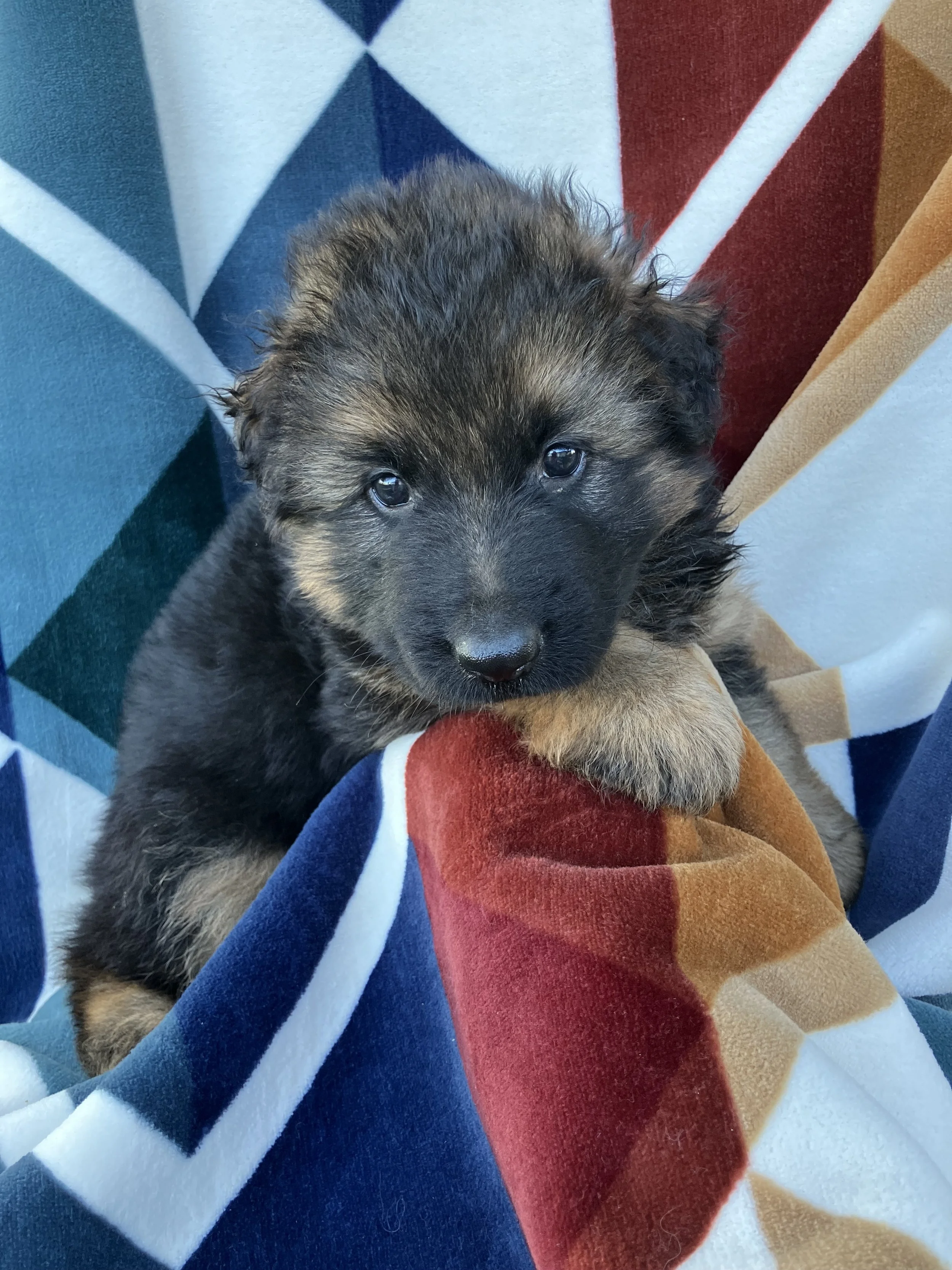 Wyatt - Male 