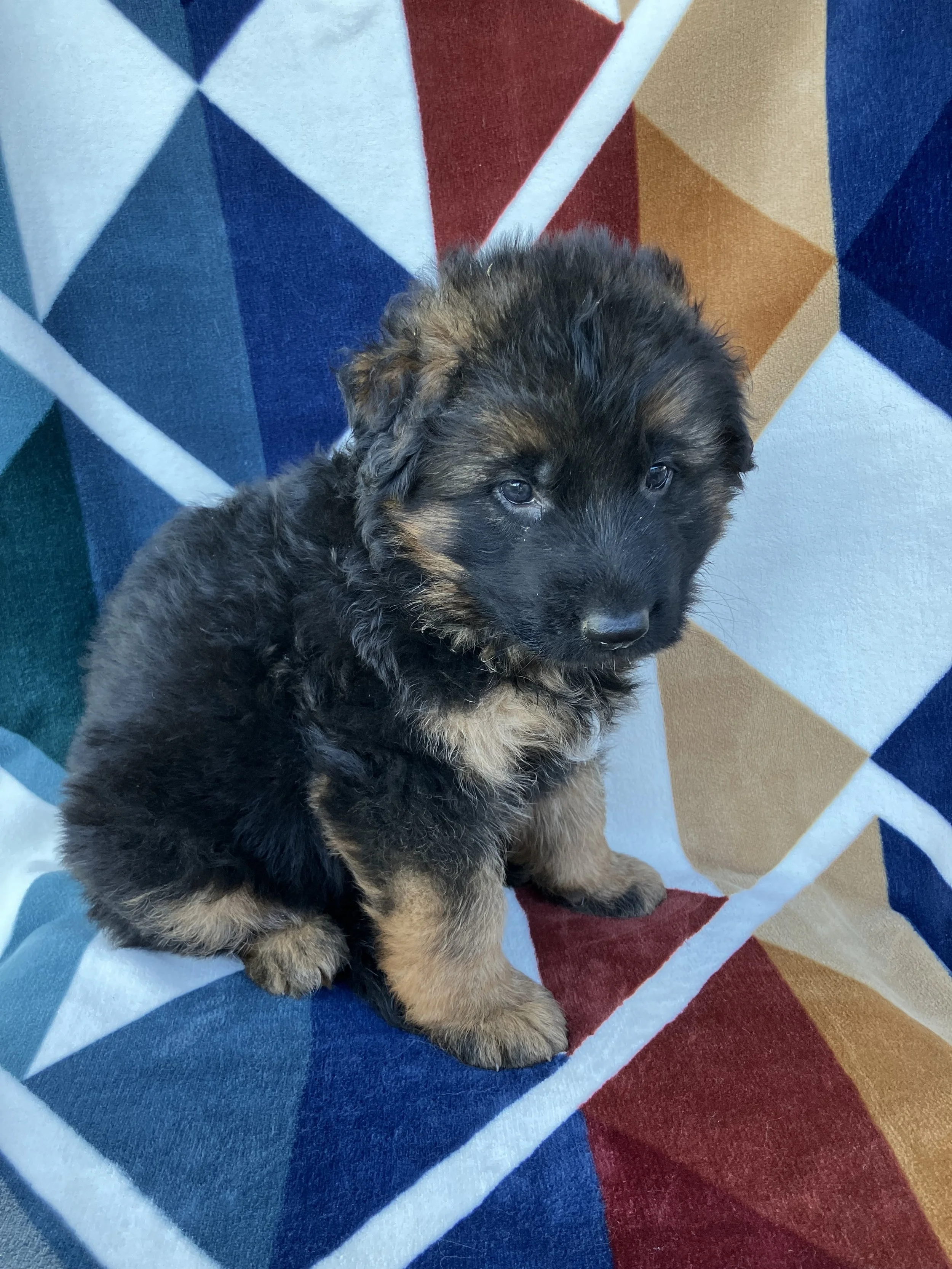 Stetson - Male