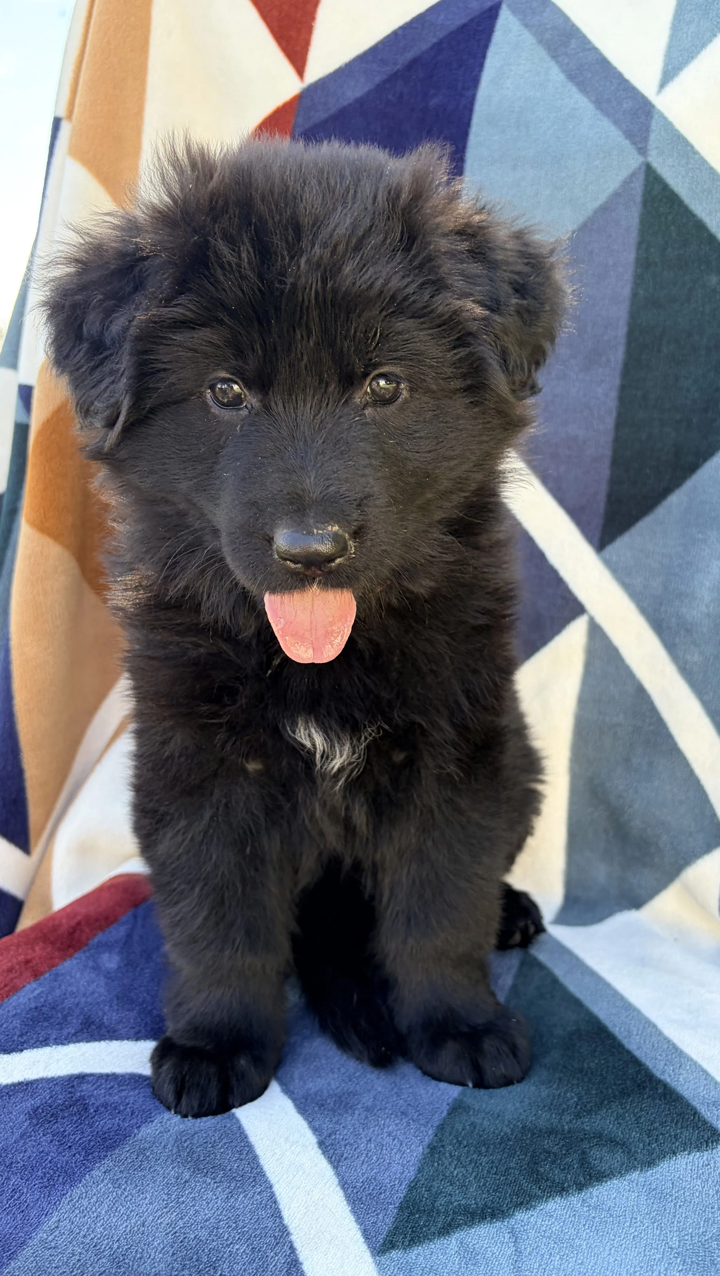 Dakota  - Female  