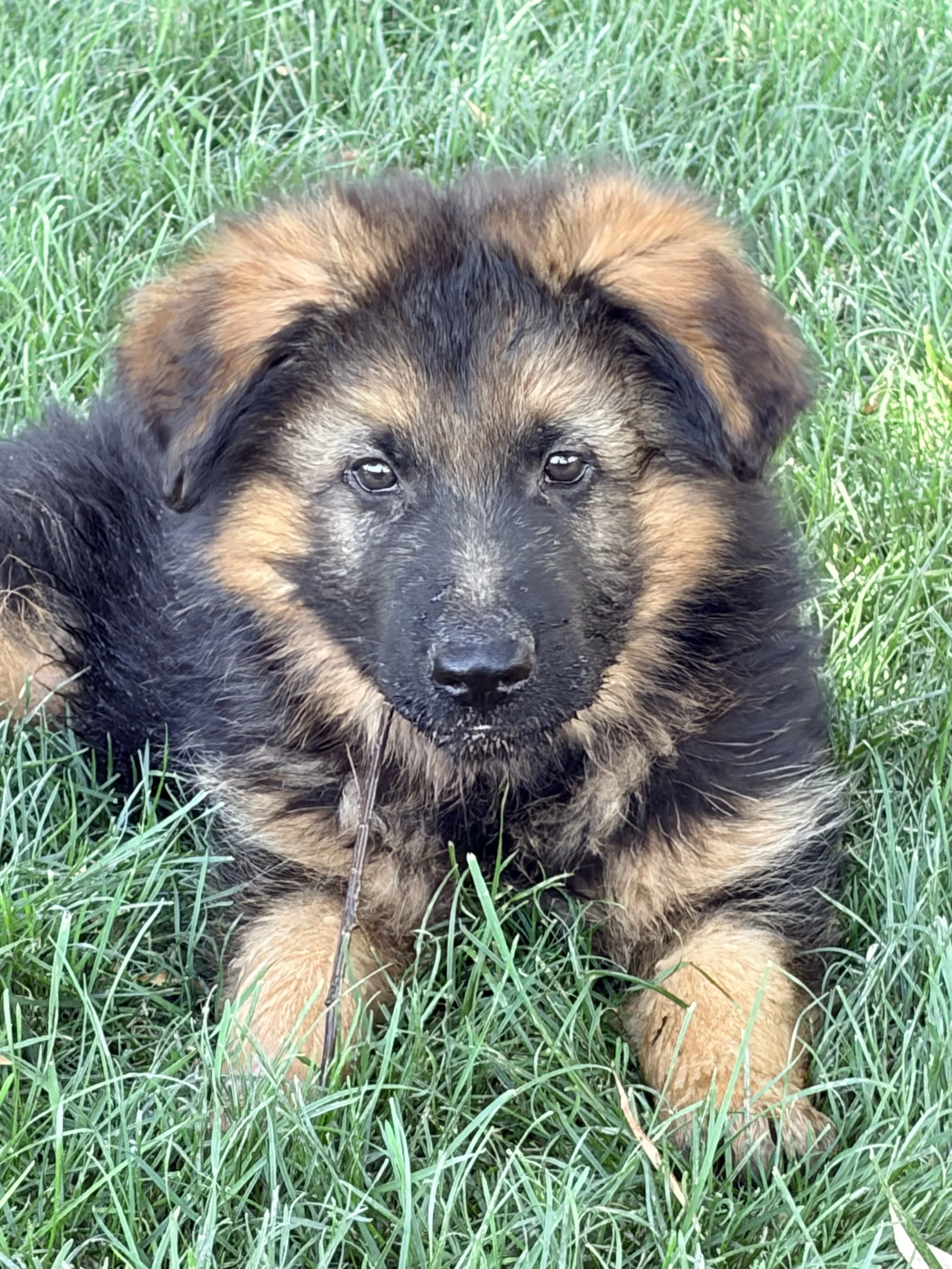 Wyatt - Male 