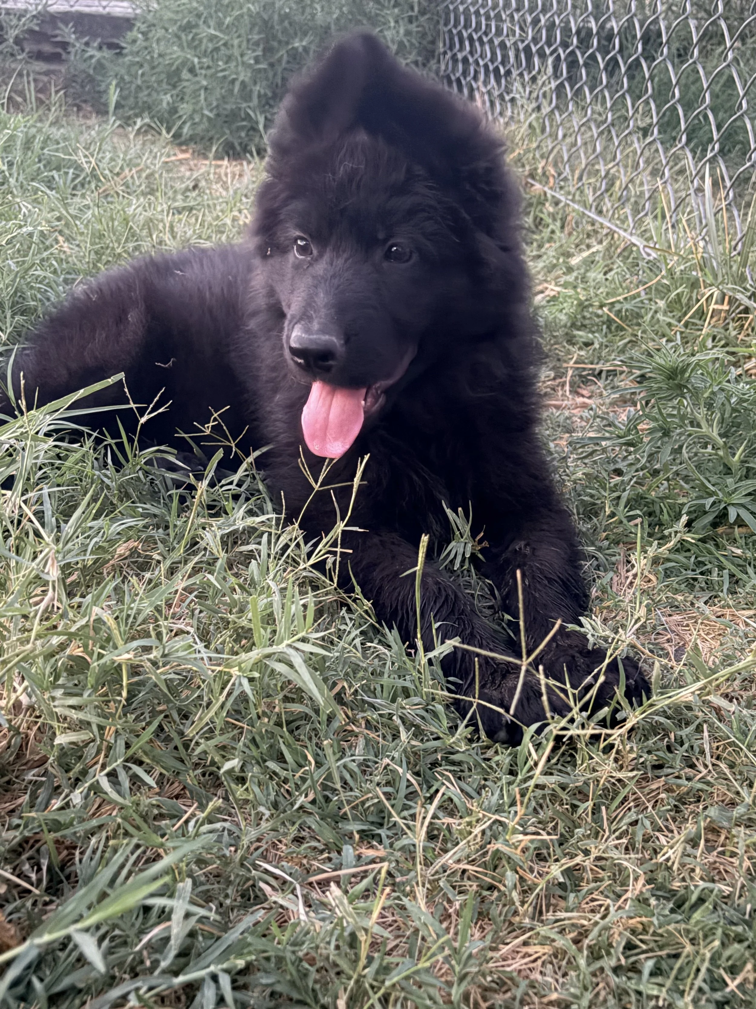 Dakota  - Female  