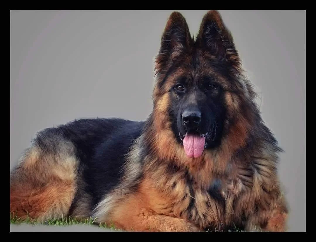 Maggie (Retired)