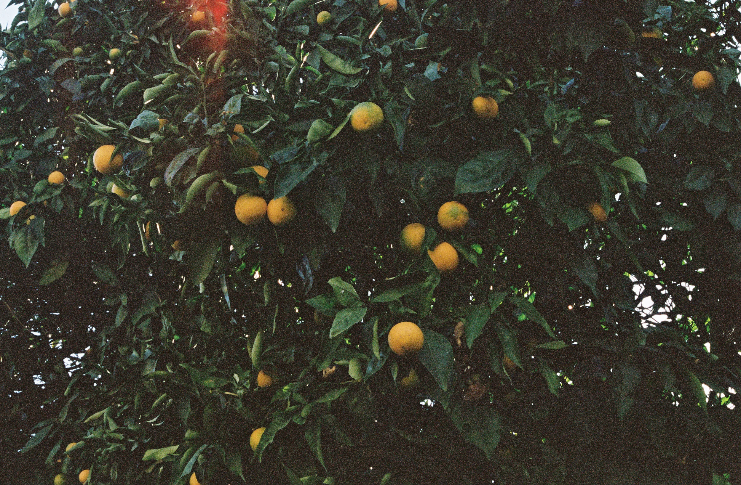 008762-R1-025crop.jpg