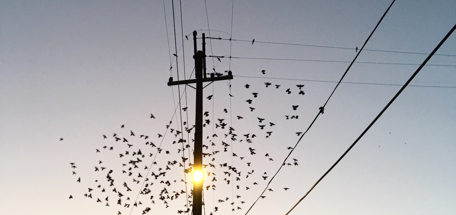 newsletter_Blackbirds_Nov2017.jpeg