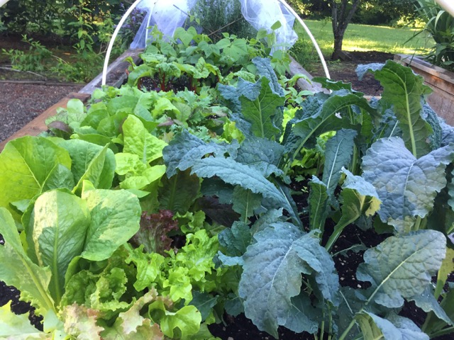 M Joyce garden.jpeg