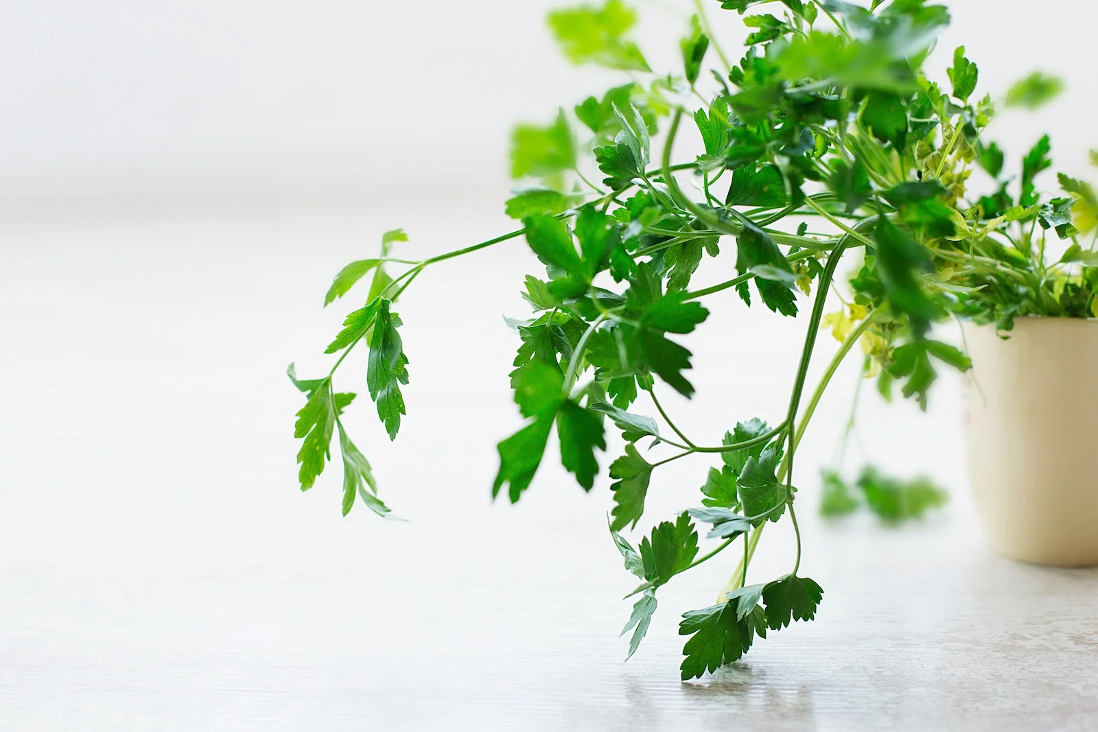 Mary Scott cooking class - chives dill mint parsley.jpg