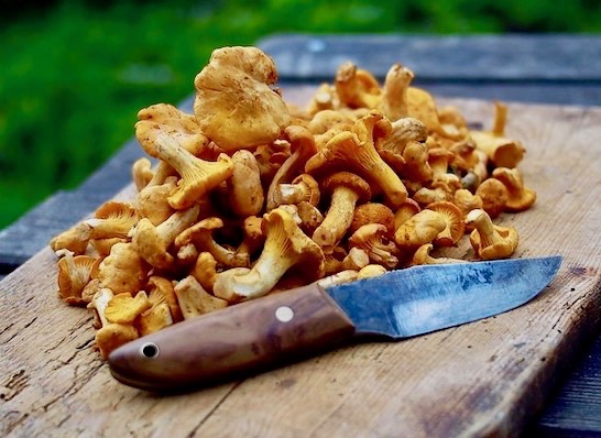 chanterelles 2.jpeg