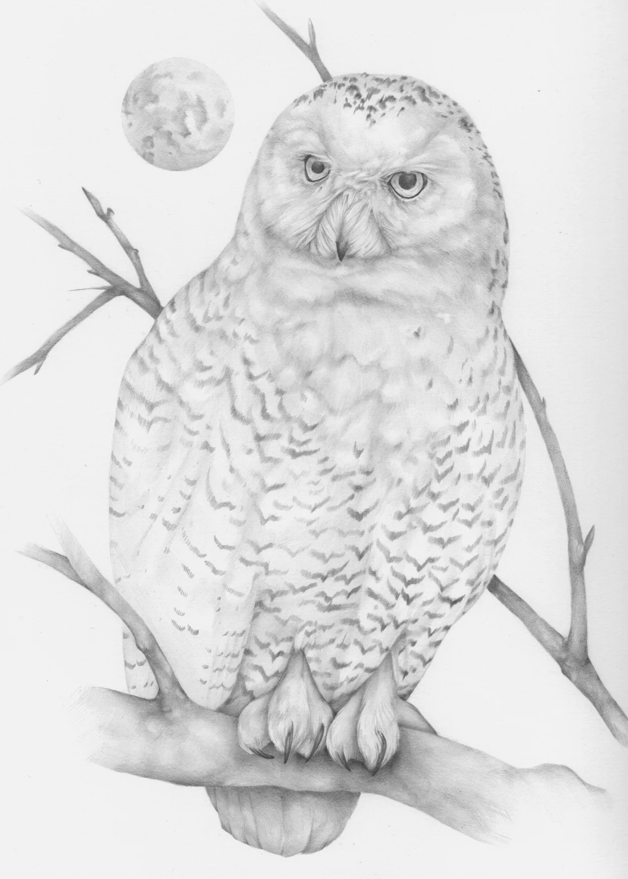 Snowy Owl