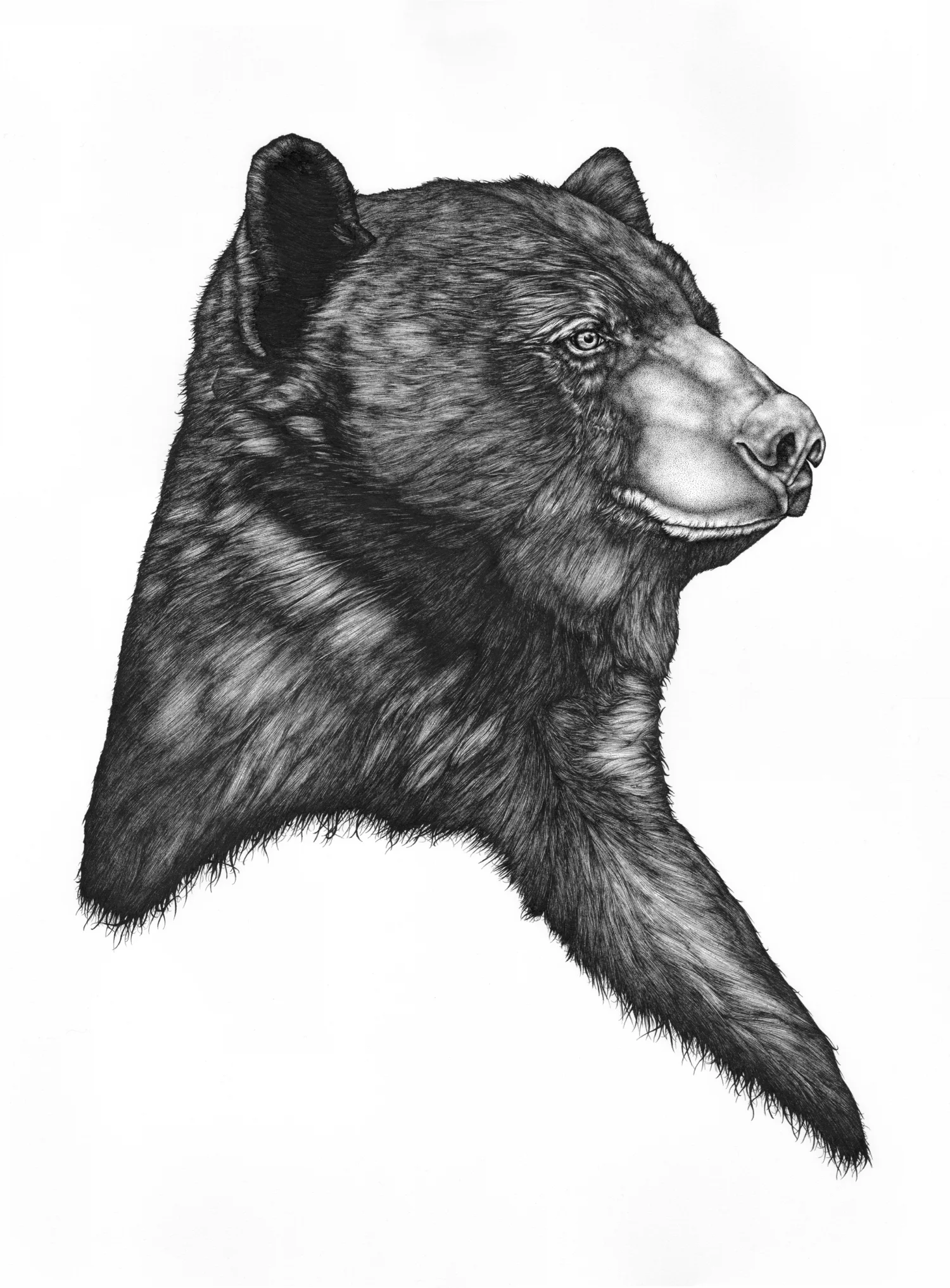 Bear Portrait