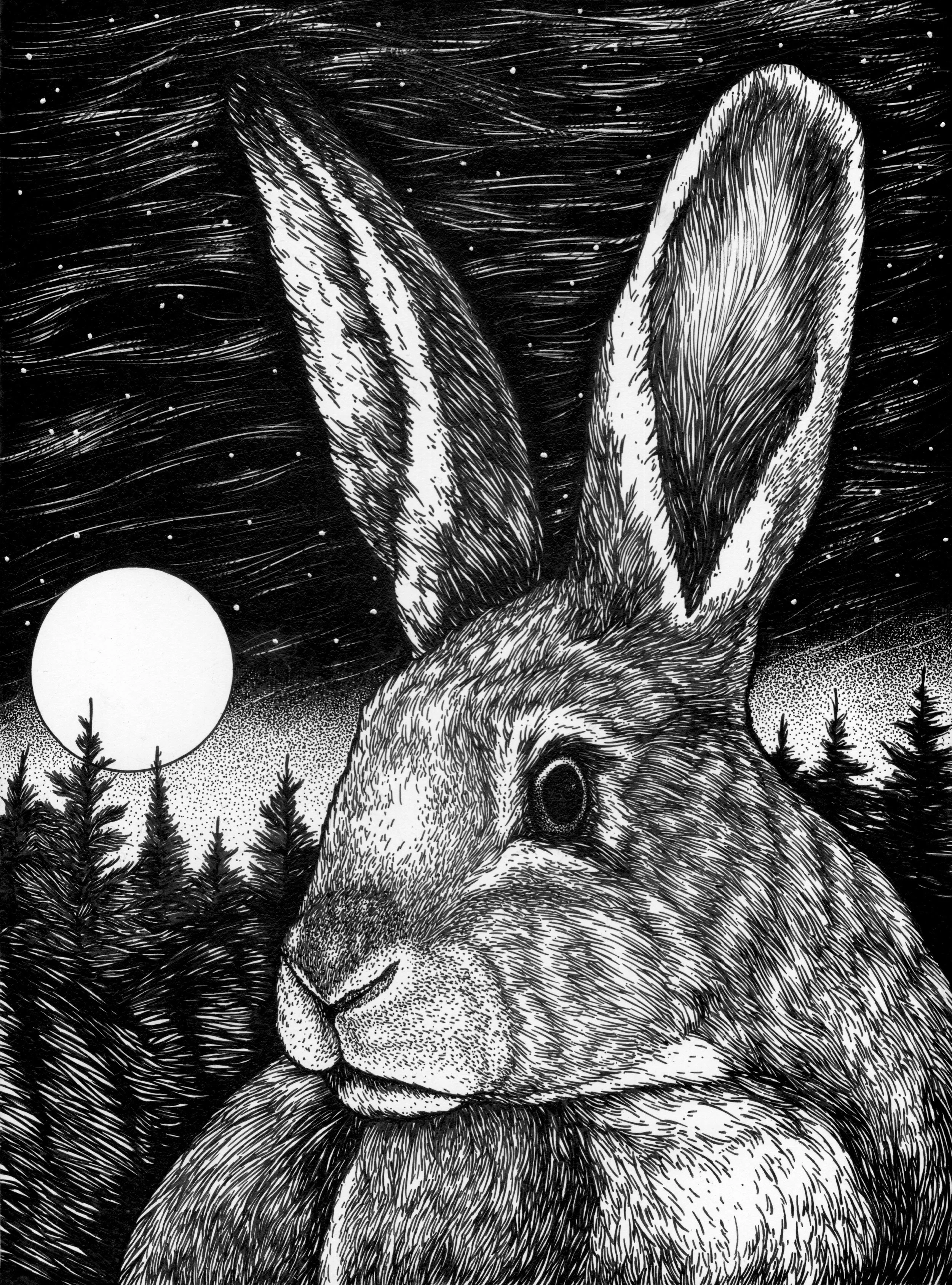 Star Gazing Rabbit