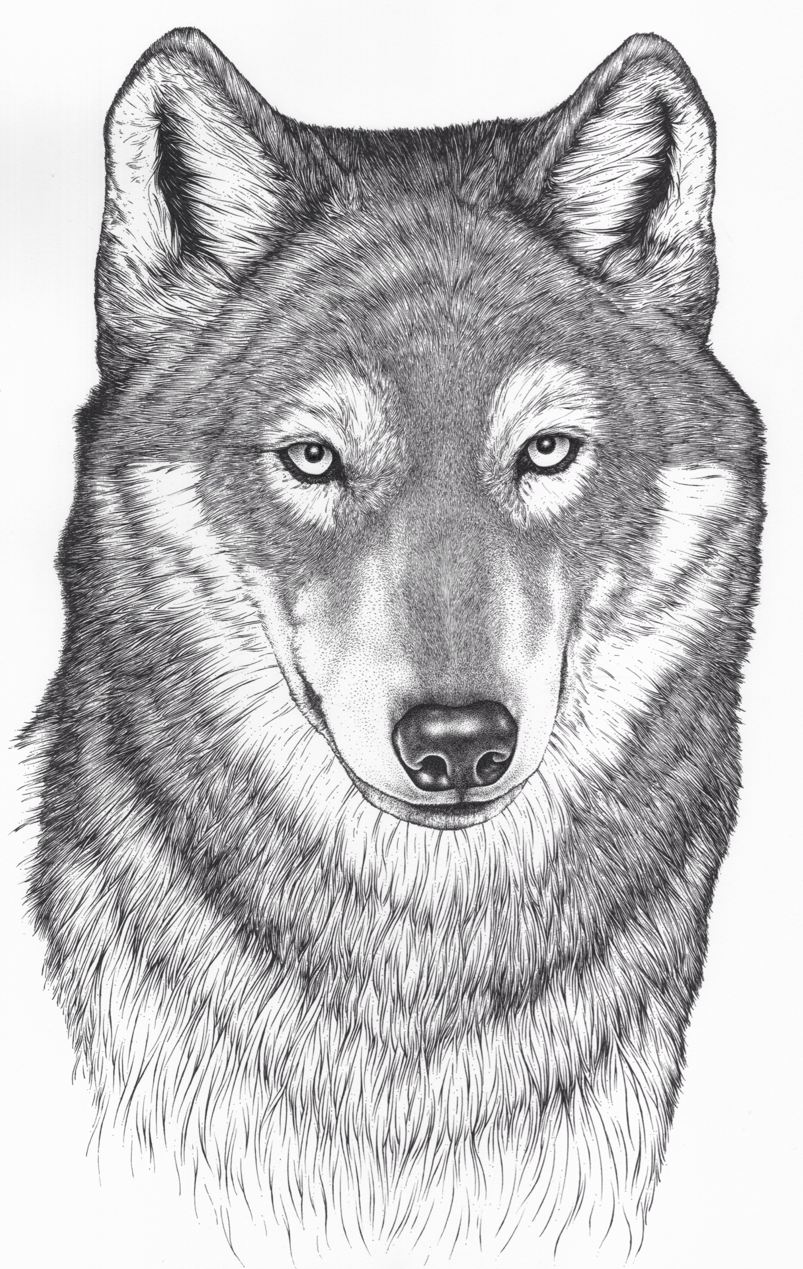 Wolfski.jpeg