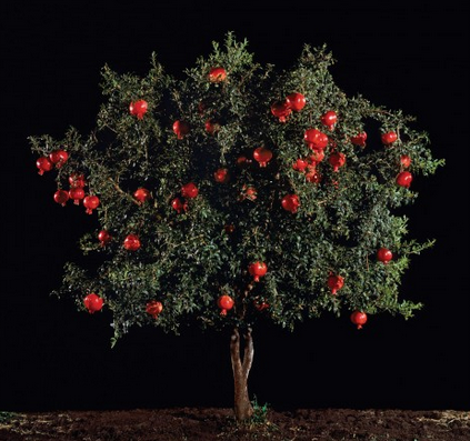 Pomegranate for Perfect Prostate Health!