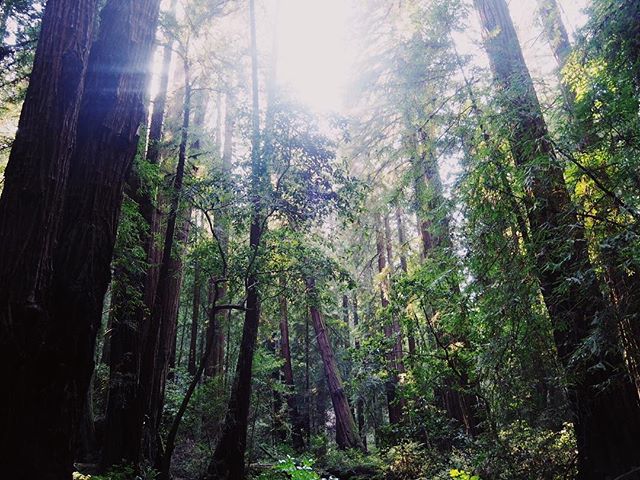 beach or forest?? It&rsquo;s a hard forest for me (although I was highly annoyed by the very loud tourists disturbing my attempt at peace!) #majestic #redwoodforest