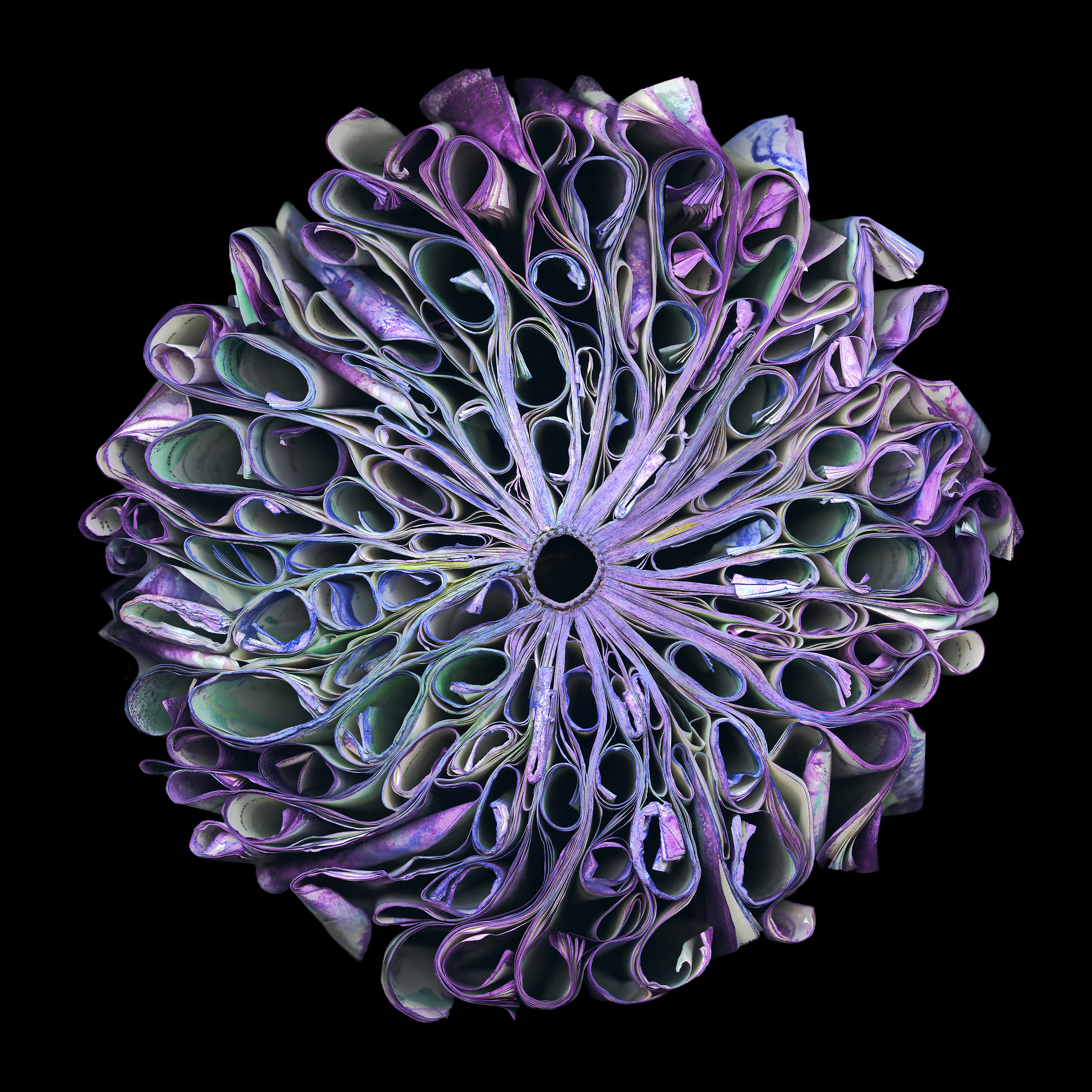 Dahlia, Photograph on paper, 36 x 36 in.