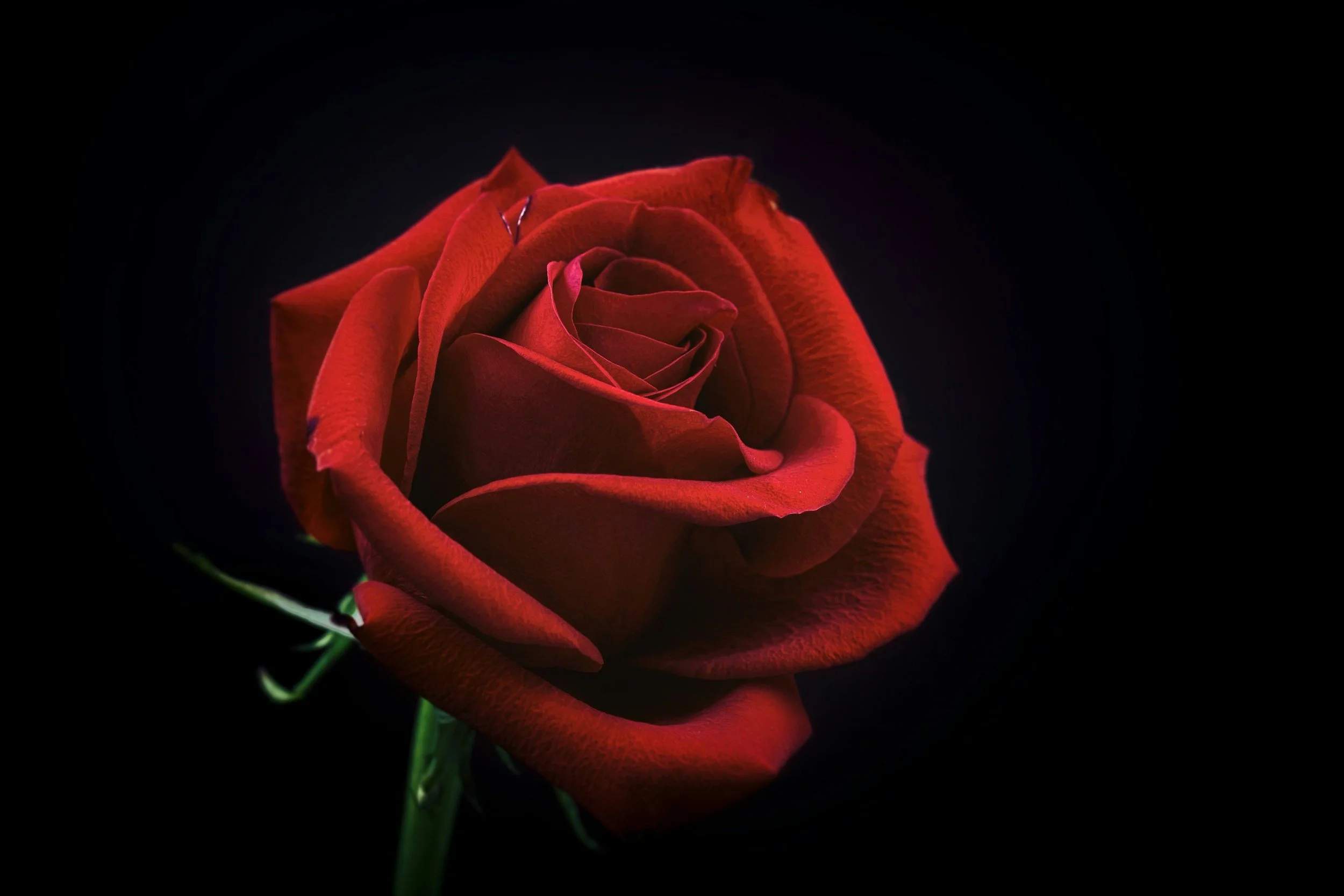 Rose in Bloom - Arts and Letters 