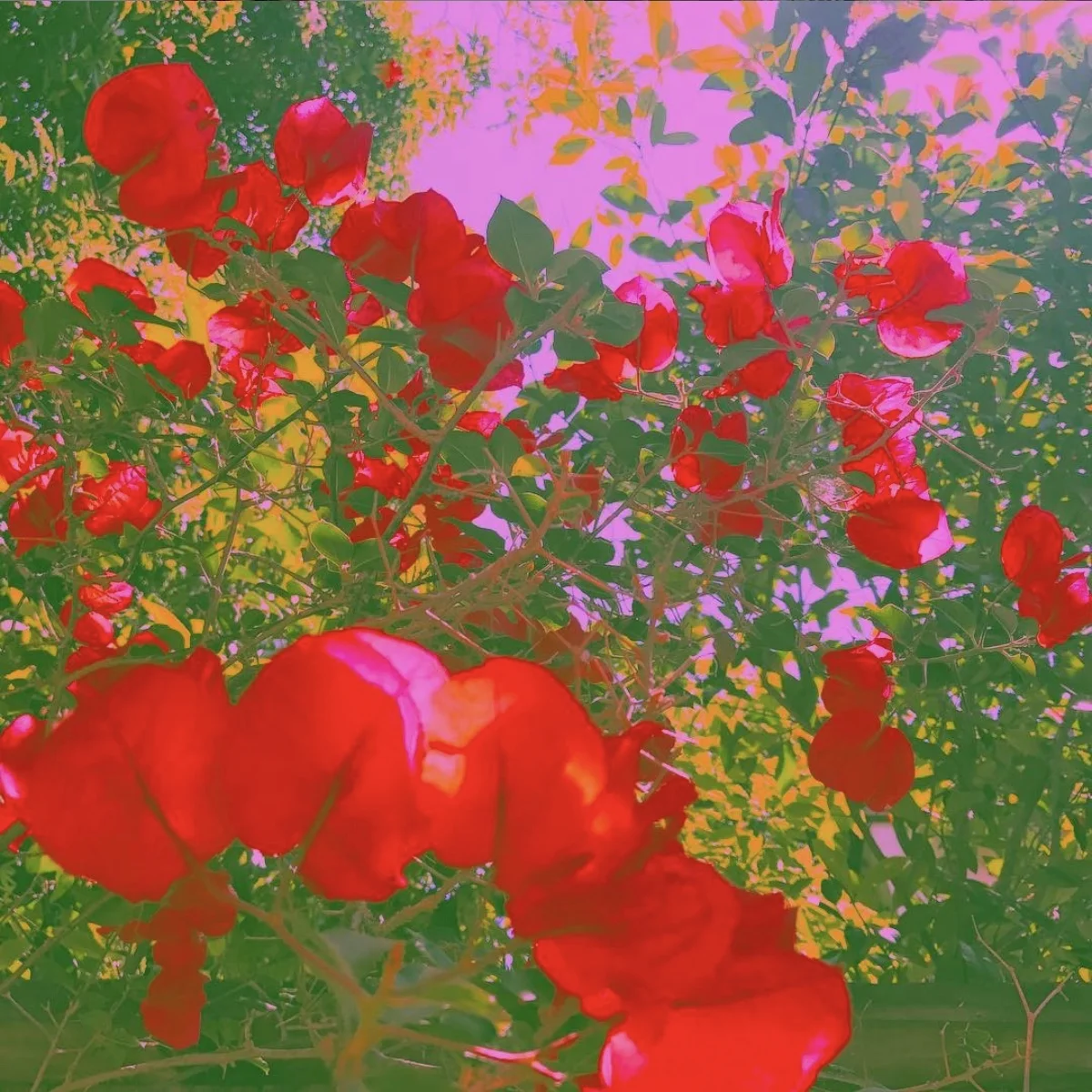 Fleurs.jpeg