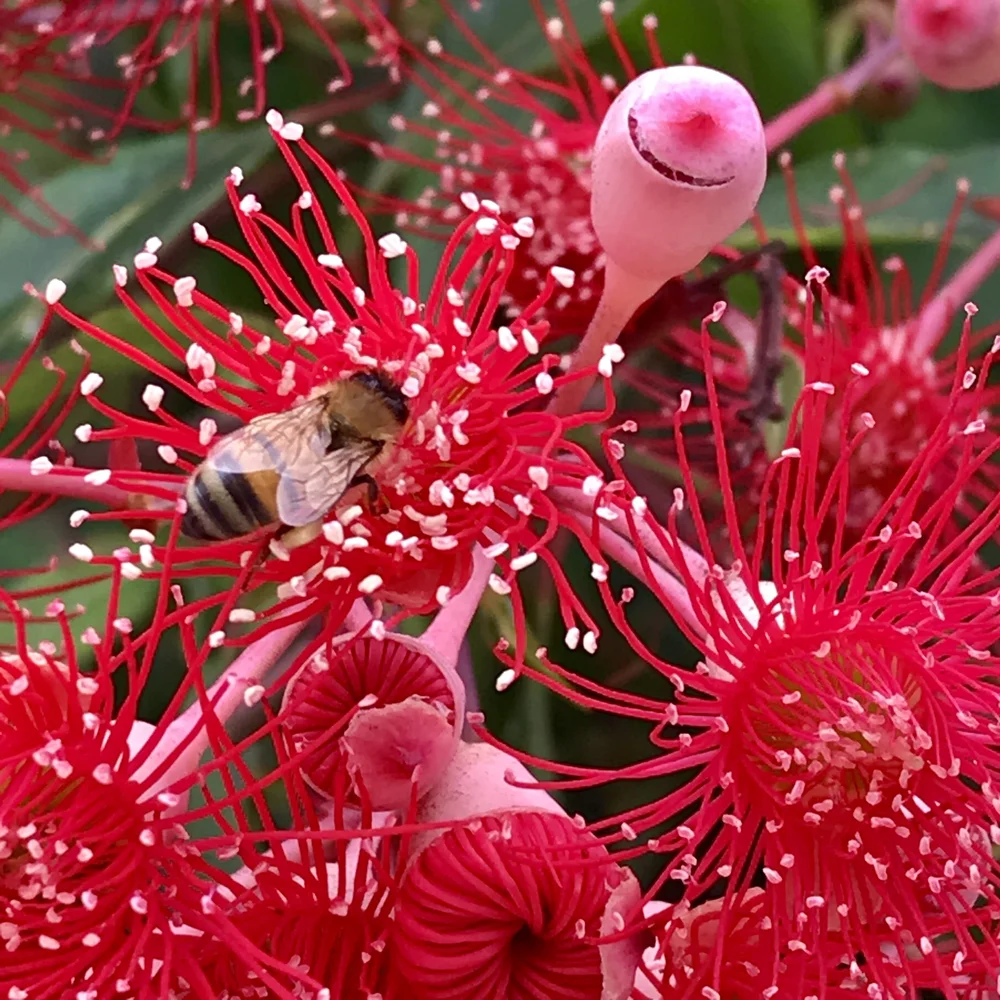 Australian Bush Flower Essences Emergency Pets Best Flower Site