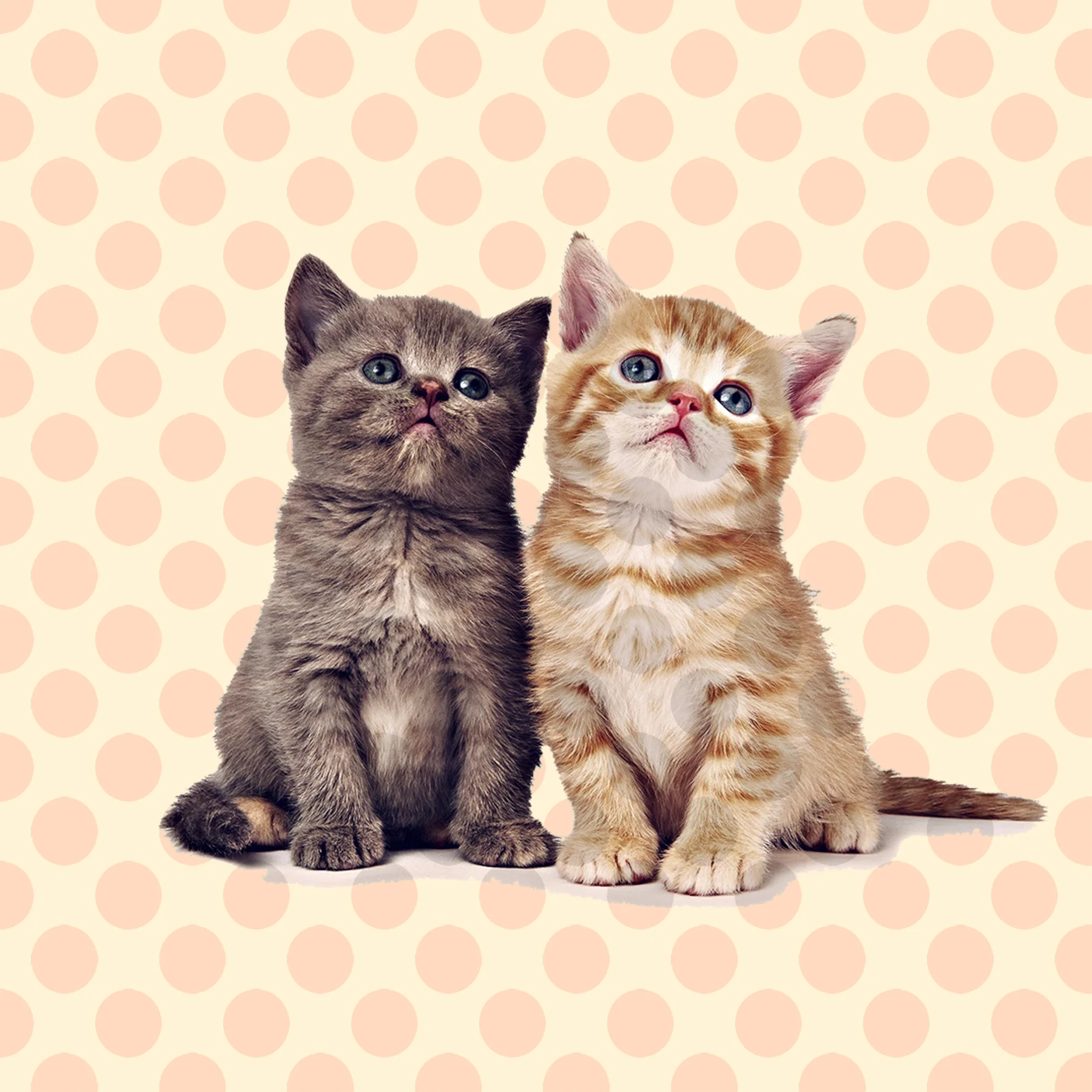 CATSIT-Recovered3.jpg