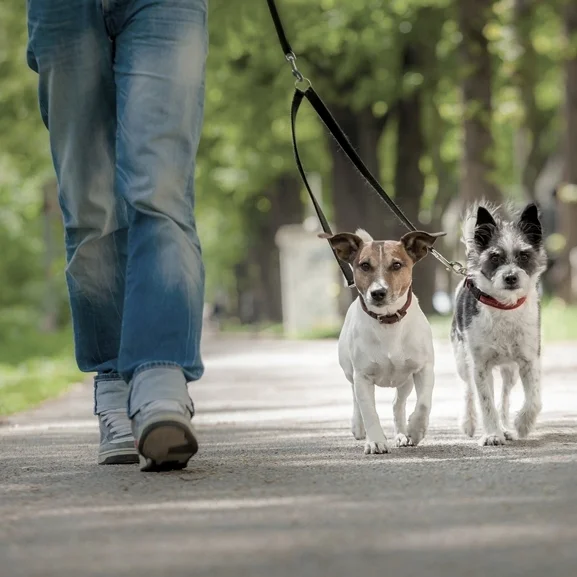 dog-walker.jpg