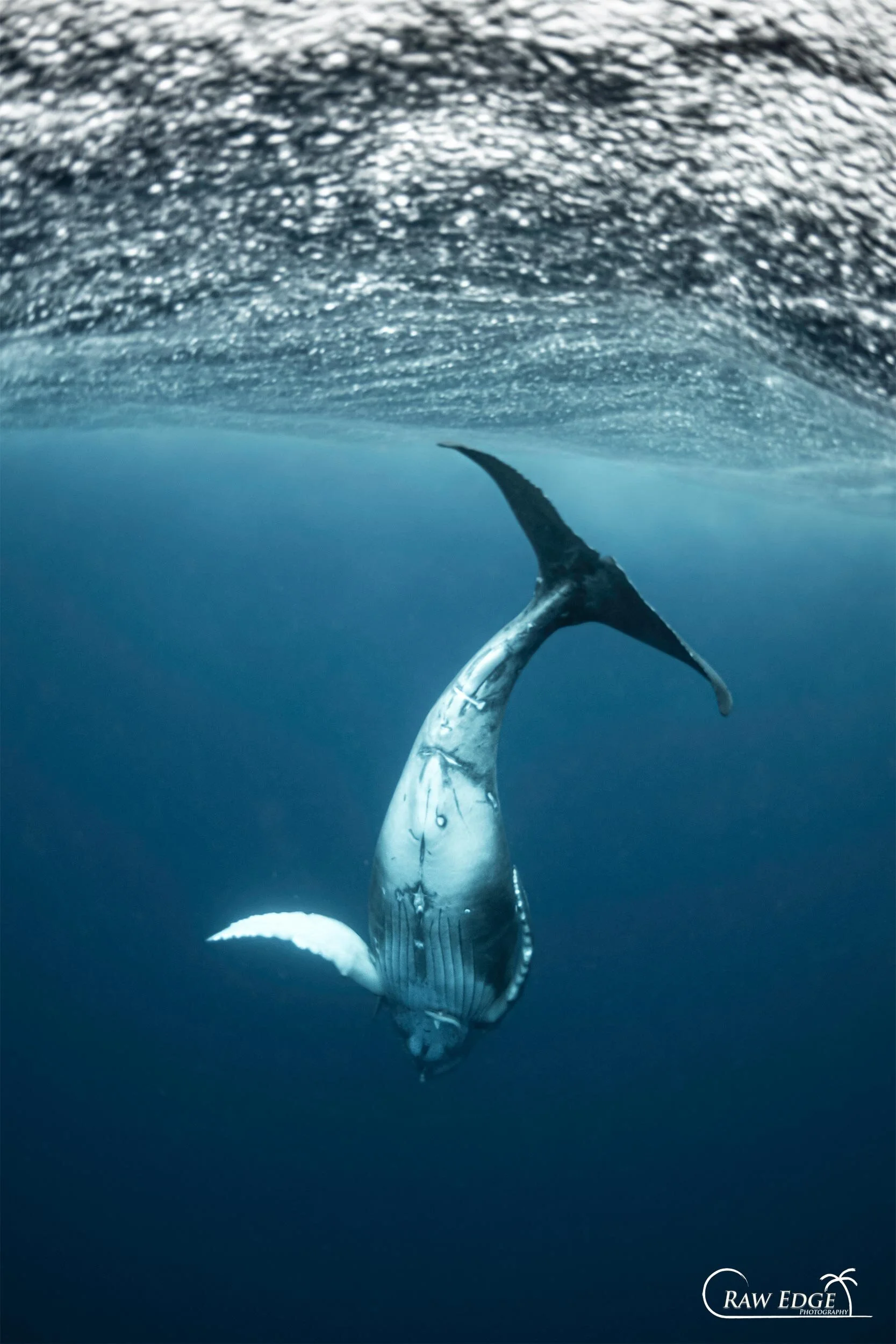 Dancing-Calf.jpg