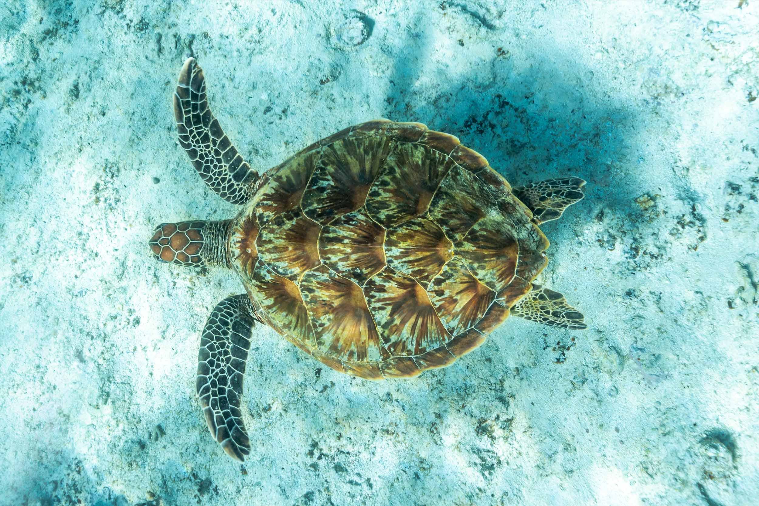 Green-Sea-Turtle.jpg