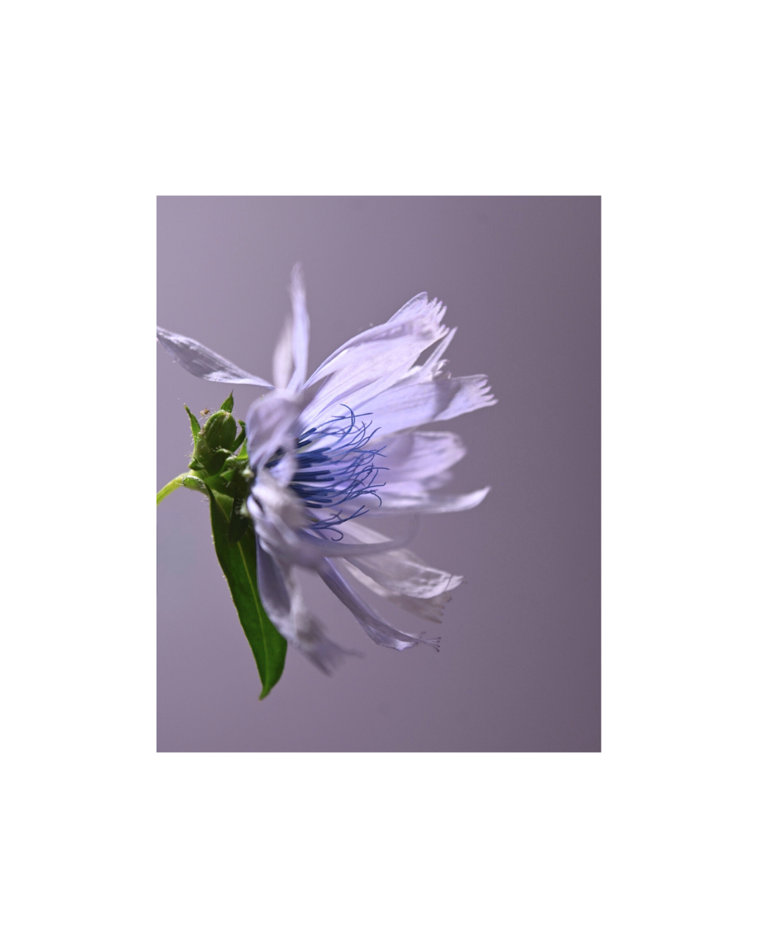 chicory.png