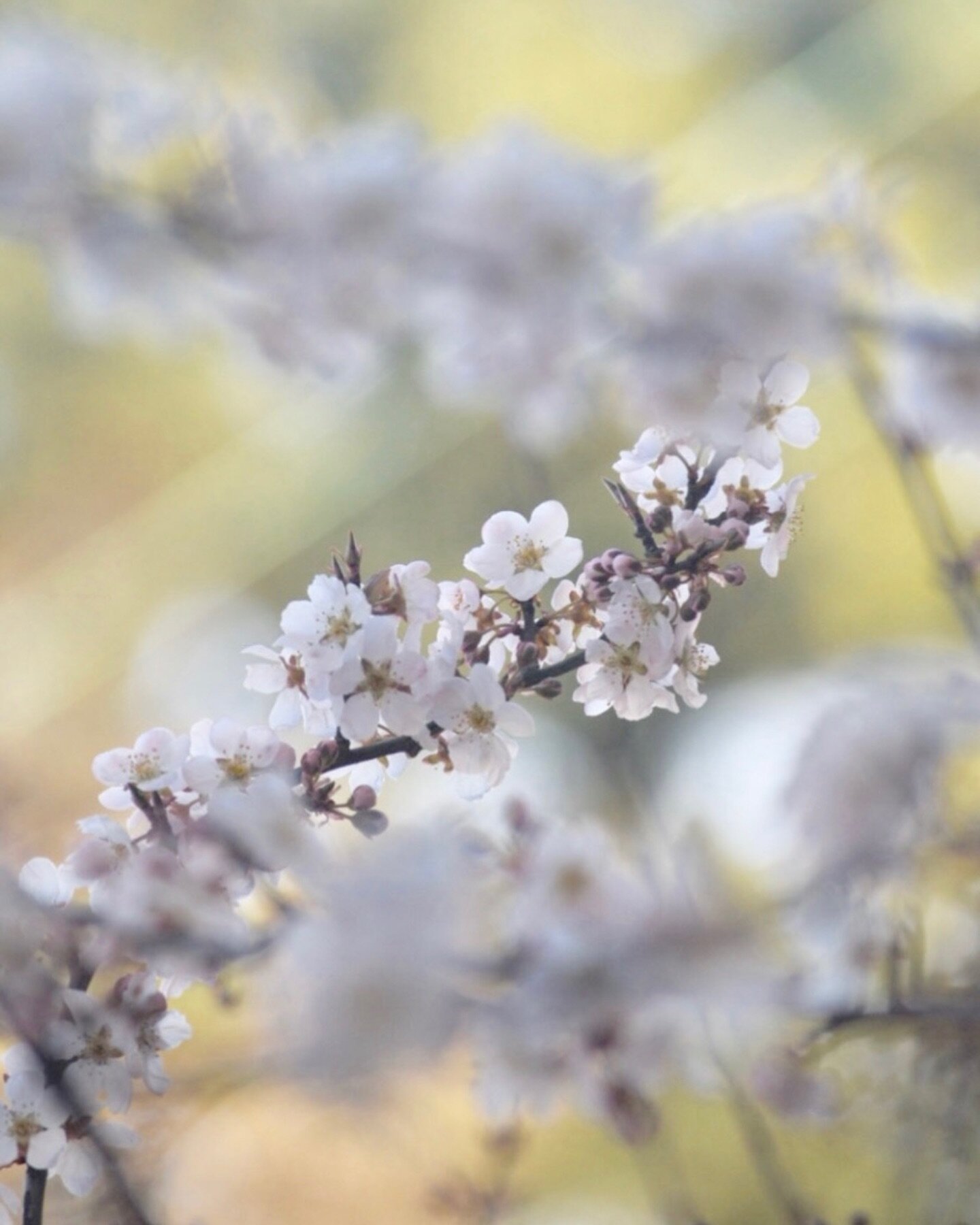 THANK YOU&mdash;&mdash;That&rsquo;s a wrap for March orders! And in perfect synchronization, just as the cherry blossoms &amp; magnolias begin to unfurl with the sun, so do I.

We&rsquo;re off on our wildflower tour from the Pacific Northwest to the 