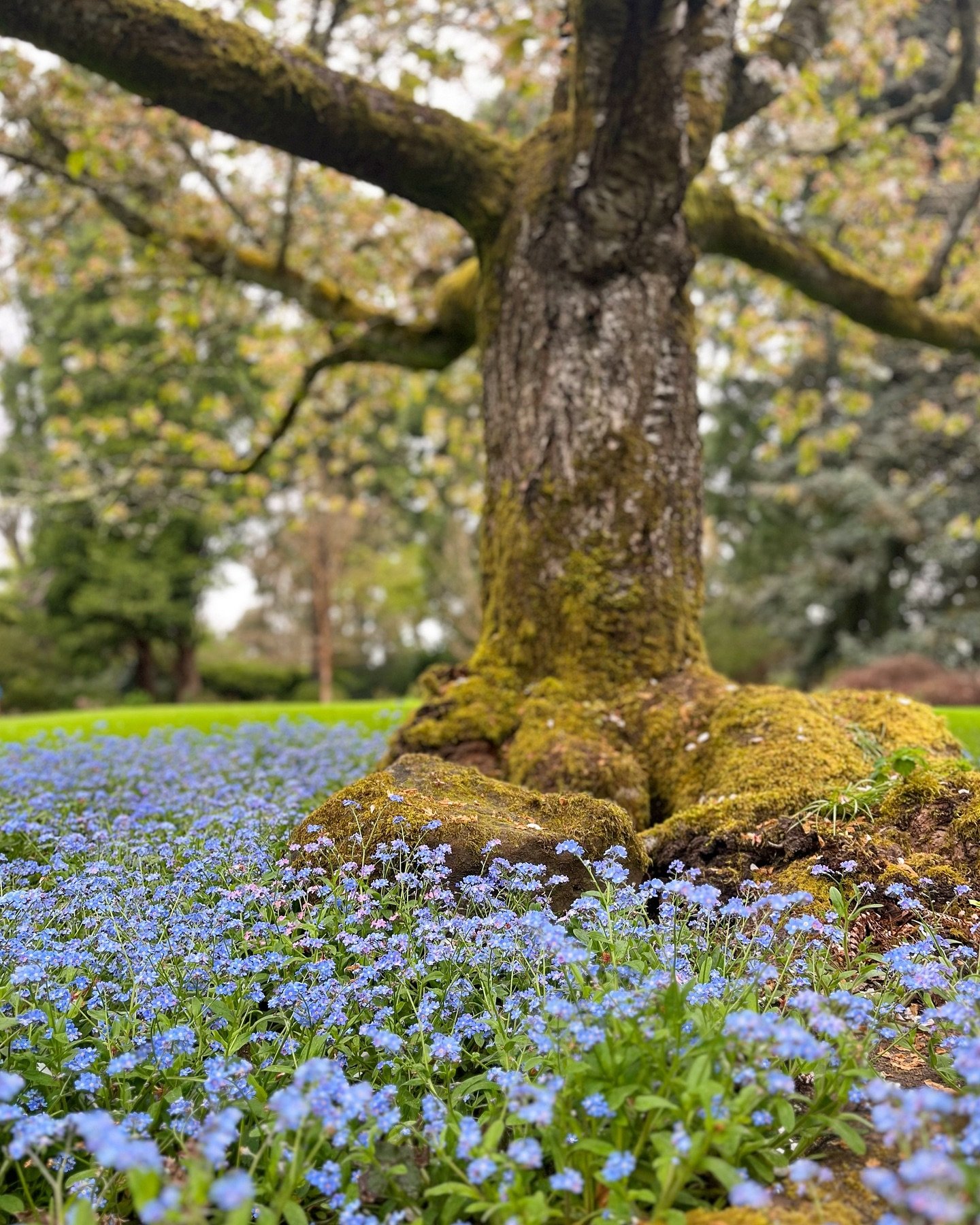 Embracing the sitting tree&mdash;
Muscle memory of sapling seed stories,
A thousand quiet voices of forget-me-nots,
an army of mighty thoughts spoken.

Standing alone yet not lonely,
listening to ancient stories of the future.

Passing bird songs to 