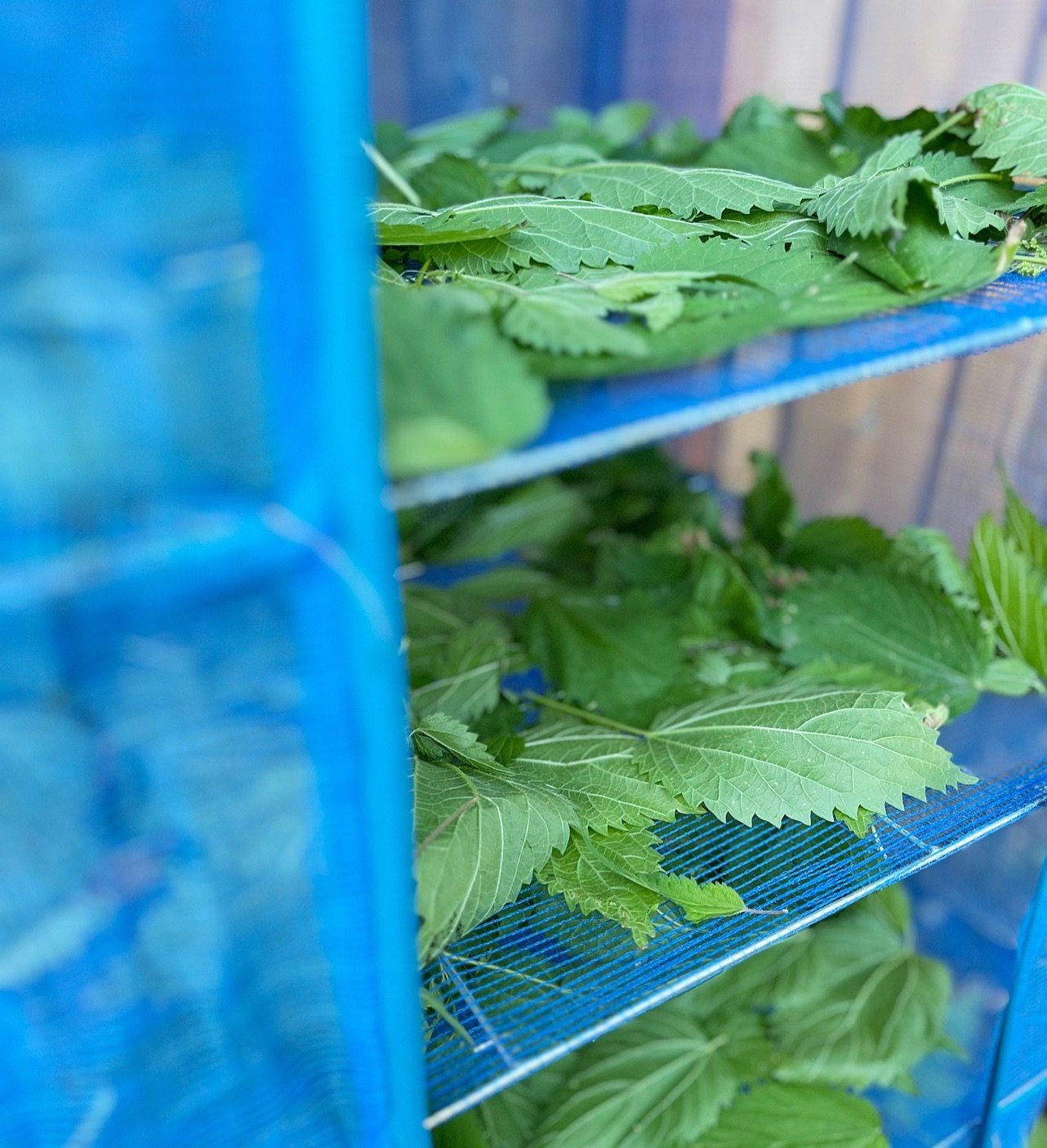 One of our first Spring harvests x 4 ways&mdash;

The Nettles we planted from wild seeds are abundant in our family garden this year. In the mornings, tender leaves get harvested and laid out on our screens to shade-dry.

1- The majority of the Nettl