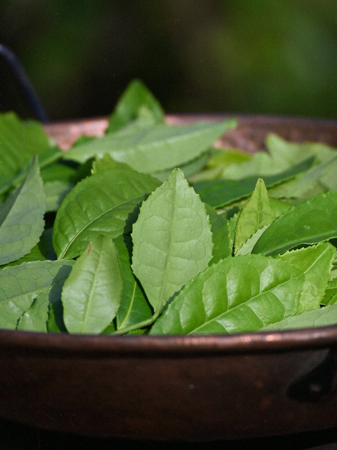 #storiesfromthestill : A RARE DISTILLATION.

Yesterday, on the solstice eve I had the pleasure of distilling something exquisite &amp; rare&mdash; hand-picked creamy white tea blossoms alongside fresh &amp; juicy green tea leaves. This was an idea a 