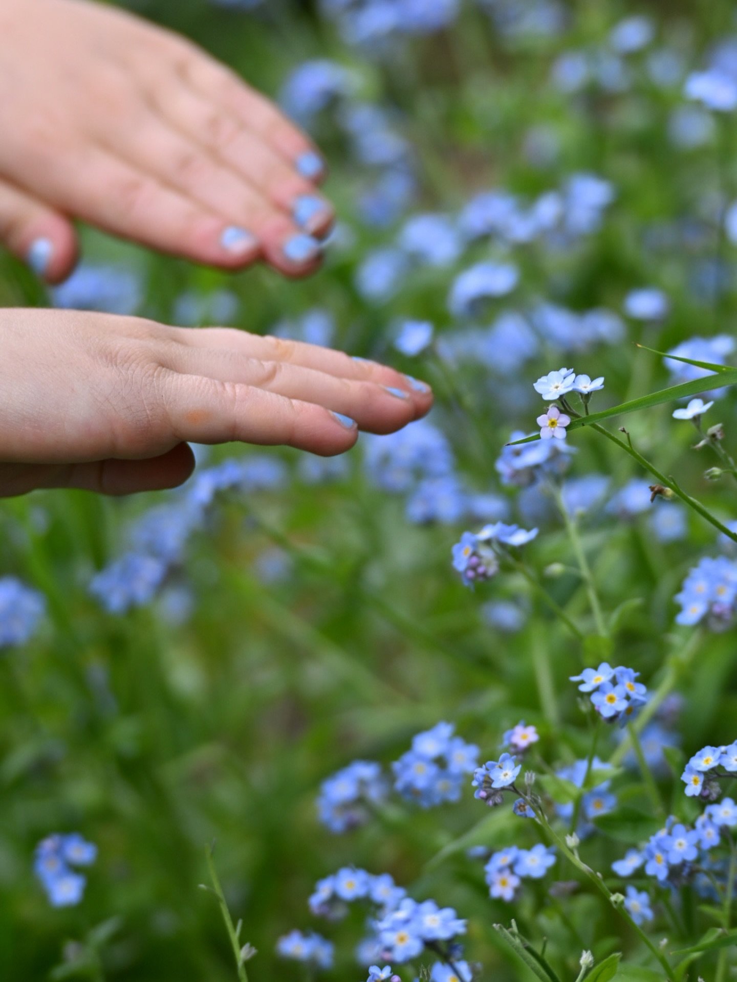 A CHILD&rsquo;S INTUITION.

Tiny 4-year-old hands of my daughter&rsquo;s hover over a village of forget-me-nots. She whispers stories that come to her mind as we sit with them; what she hears them say, what she hears her ancestors say, what nearby an