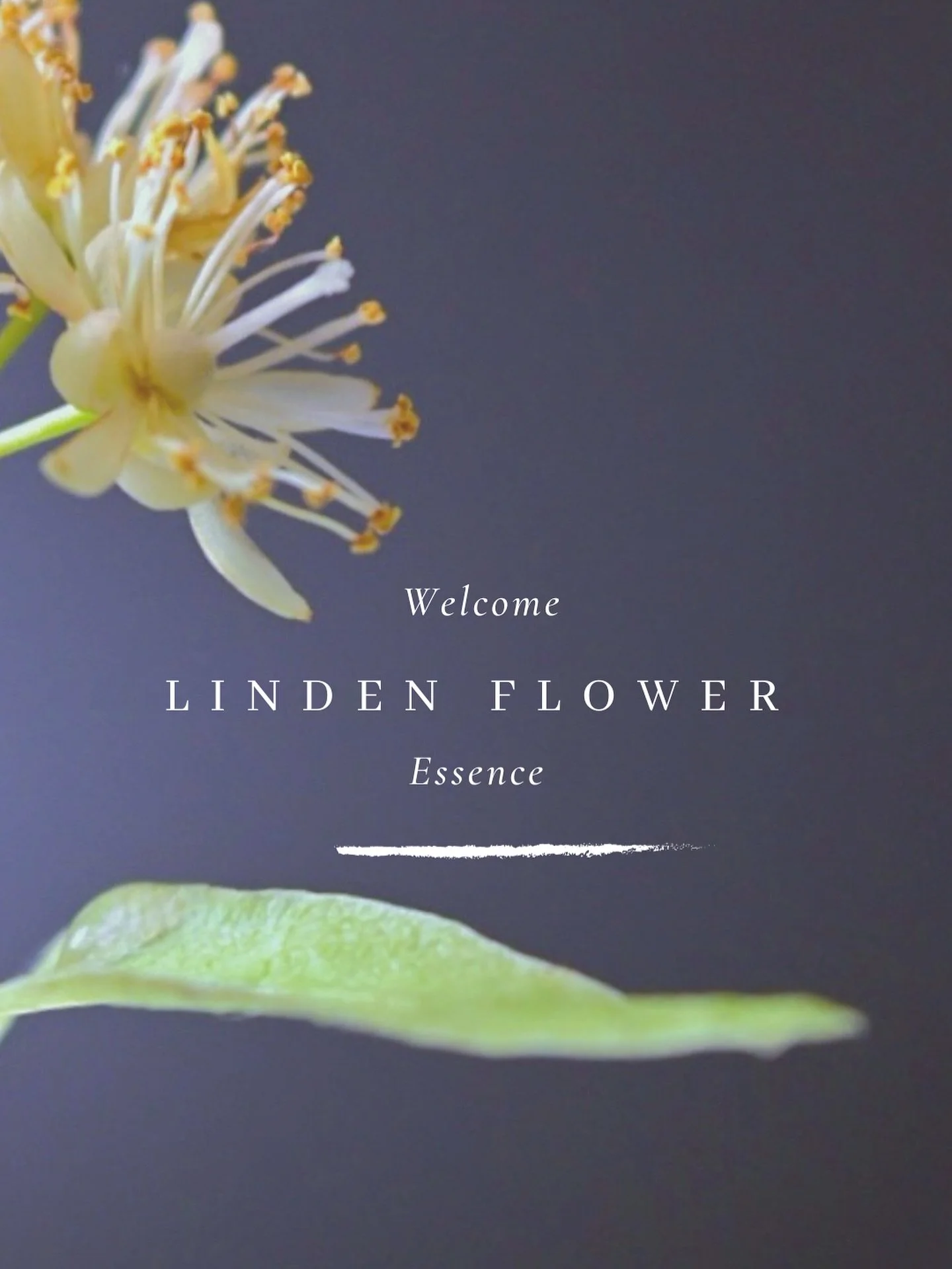 Today we welcome our 5th and final flower essence of the year, Linden flower. 💛

CHANNELED EXPRESSIONS__
&bull; A bridge to your ancestral Motherline
&bull; A steady building of voltage
&bull; Re-patterning worry with affirmation
&bull; Relaxed brea