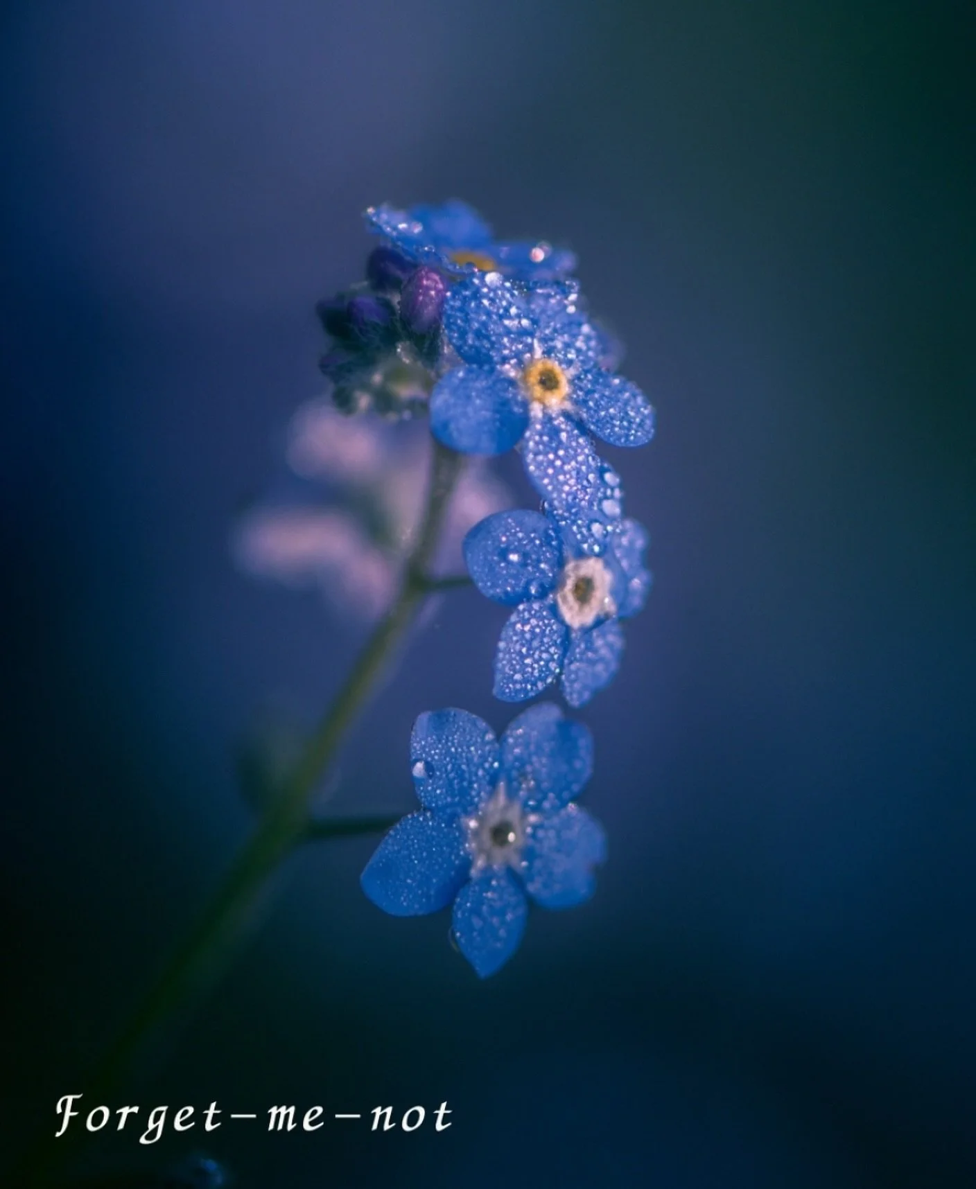 The voice of Forget-me-not : &ldquo;The more I speak with courage, love &amp; truth, the more I feel like myself again. I am brave enough to be held as exactly who I am, in my faith &amp; by my community.&rdquo;

Such a tiny and mighty flower that we