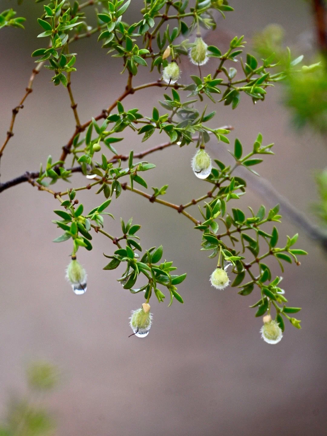 We&rsquo;re mid-way through our family pause, and we&rsquo;ve been made to reallllly pause, lean on our dear ones and make way for the good healings after some curveballs were tossed our way. What better place than rich desert grounds to do the real 