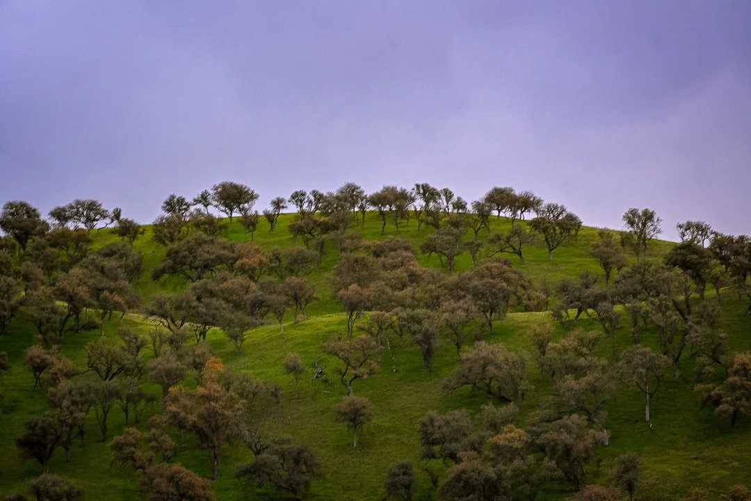 I&rsquo;m writing from my homeland under the blue skies of California. The central coast is holding me in the spaces between the grand oaks, the rolling green hills, the sea air meeting the mountains, a hawk&rsquo;s paradise&hellip;my happy place.

O
