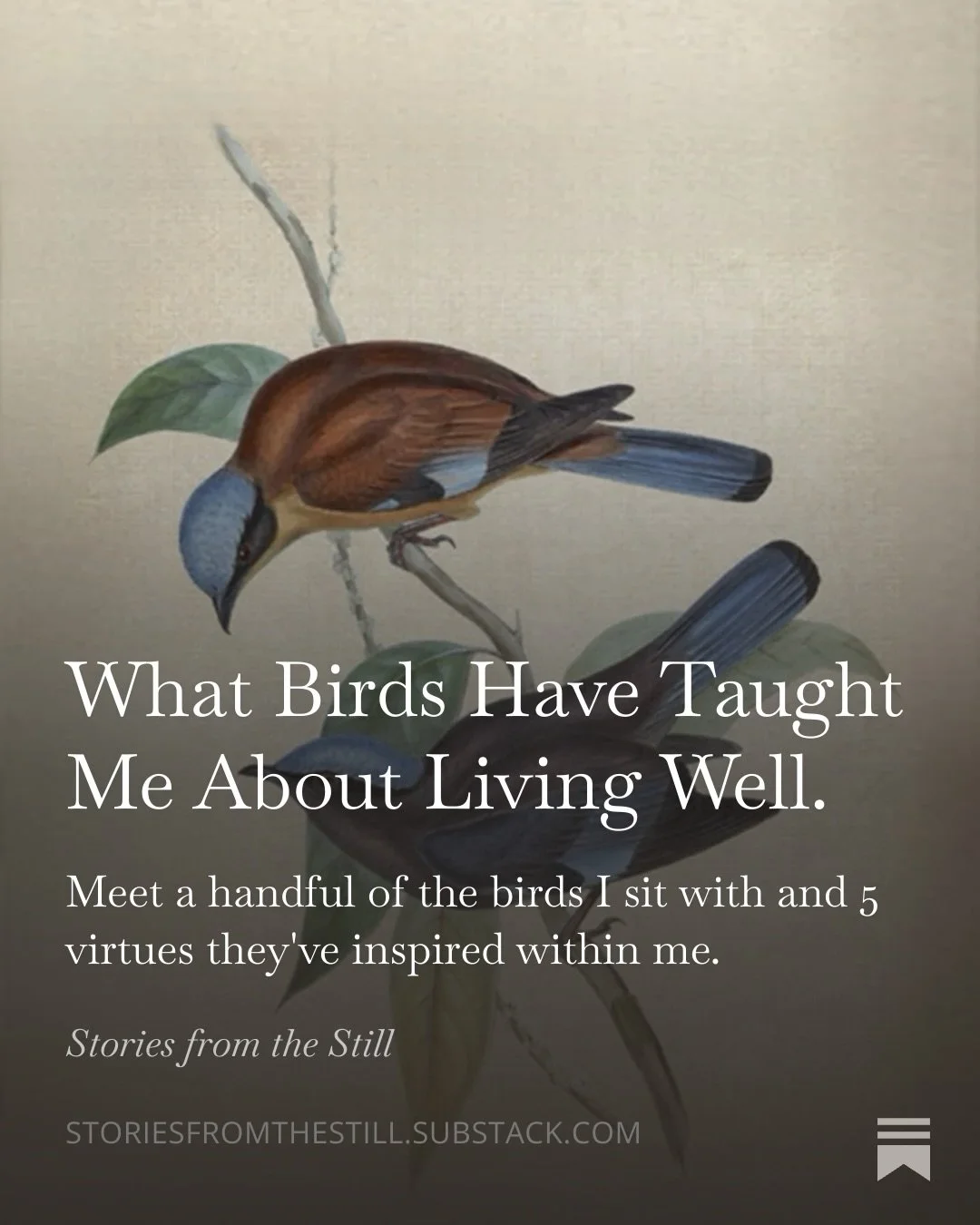 Good day to our corner of the interwebs,🐦&zwj;⬛

Synthesizing the last few weeks naturally came out through writing from my particular lens of being with the birds.

I&rsquo;ve learned so much from practicing quietness to become part of the landscap