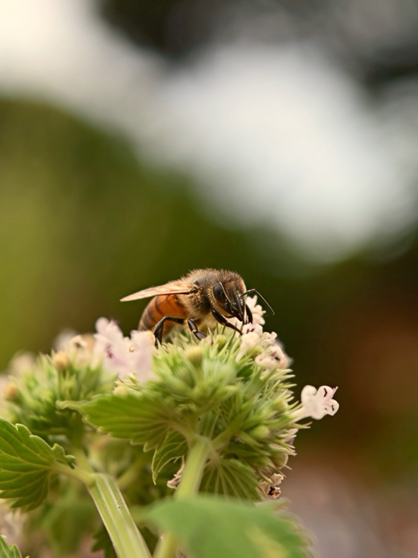 Propolis is one of nature&rsquo;s great protectors, just like the bees that make it. 🐝 Here&rsquo;s just one of the &lsquo;whys&rsquo; today for our new offering, Honeybeam.

Propolis a powerful botanical resin that bees harvest from tree buds and s